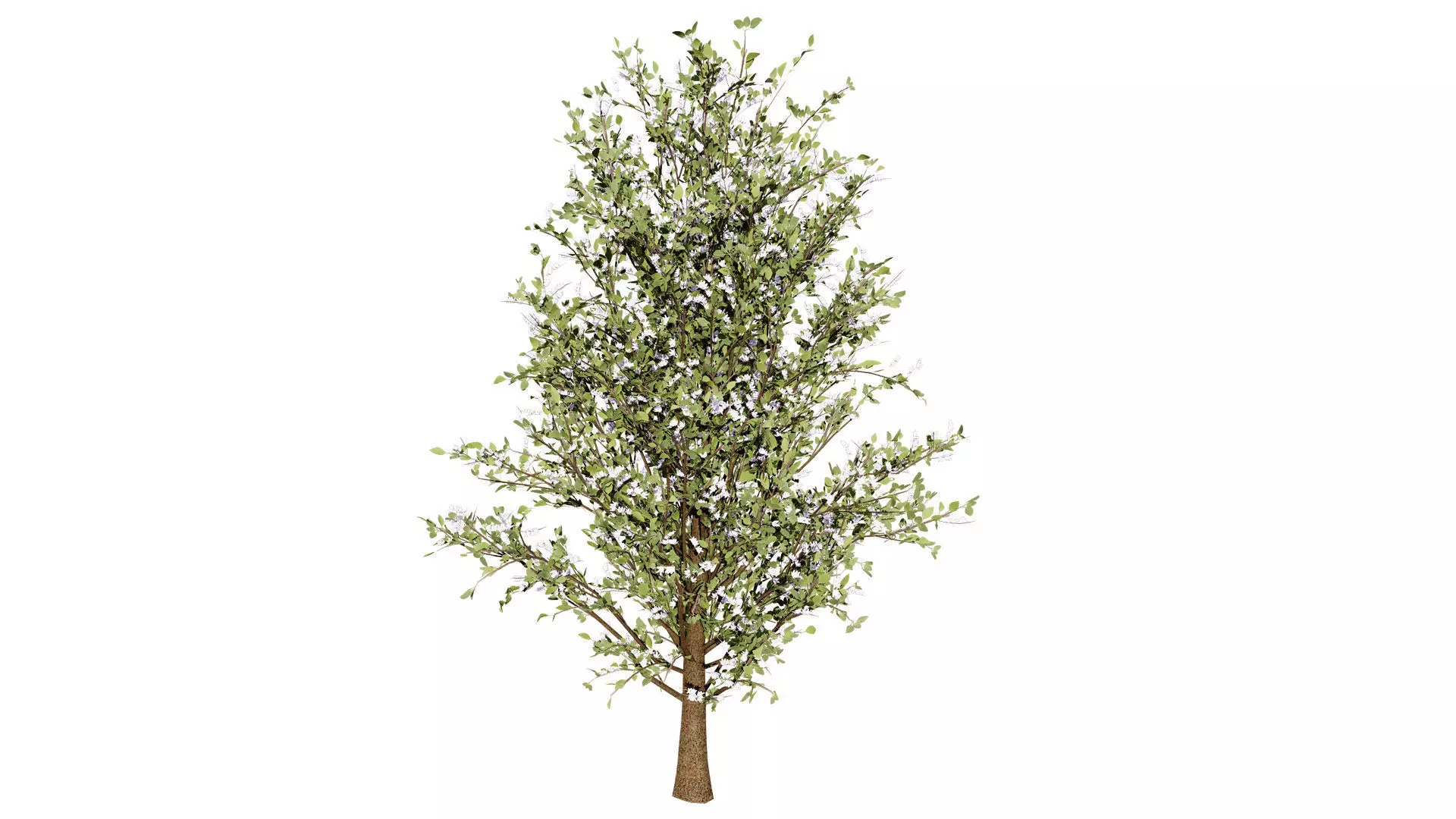 British Plymouth Pear Tree Collection Low-poly 3D model_8