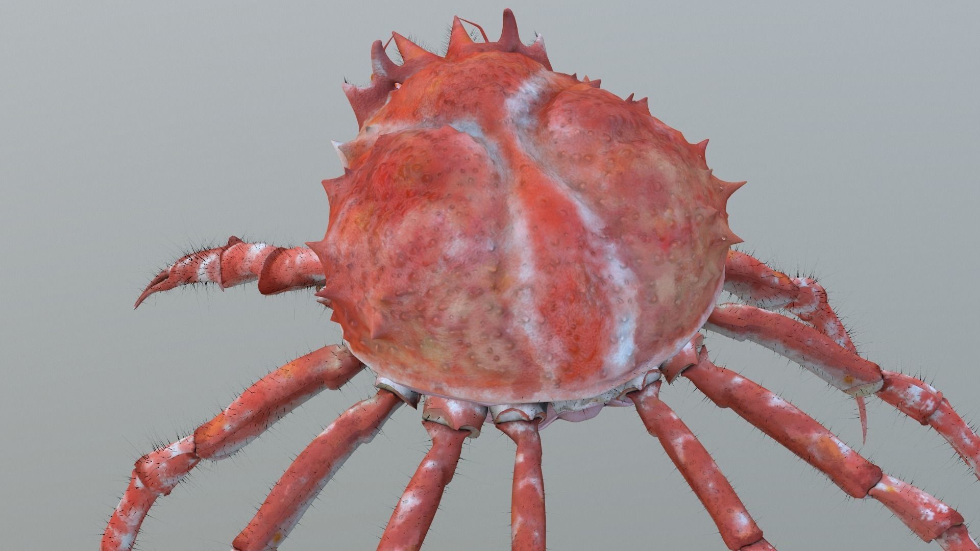 Crab for Game 3D model_2