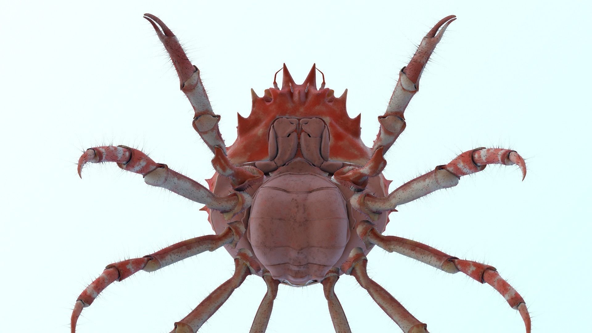 Crab for Game 3D model_1