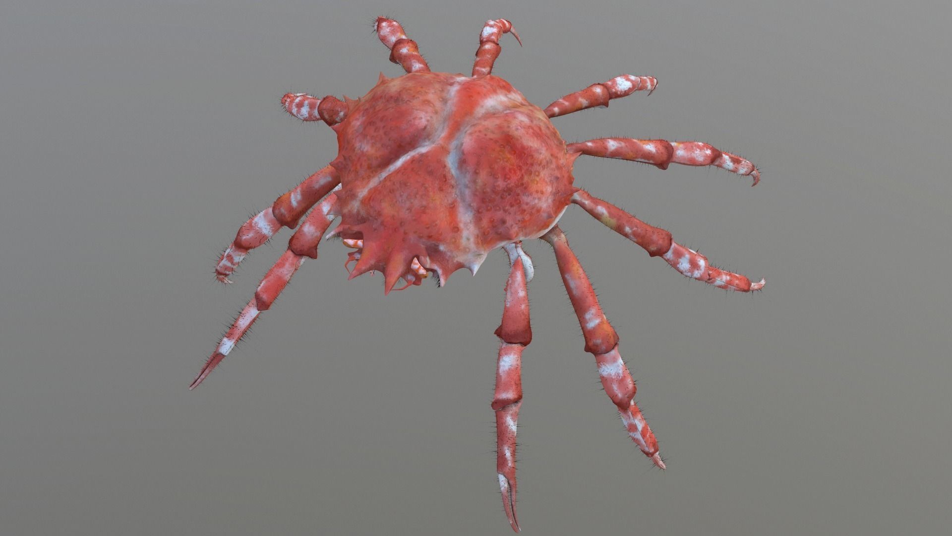Crab for Game 3D model_0