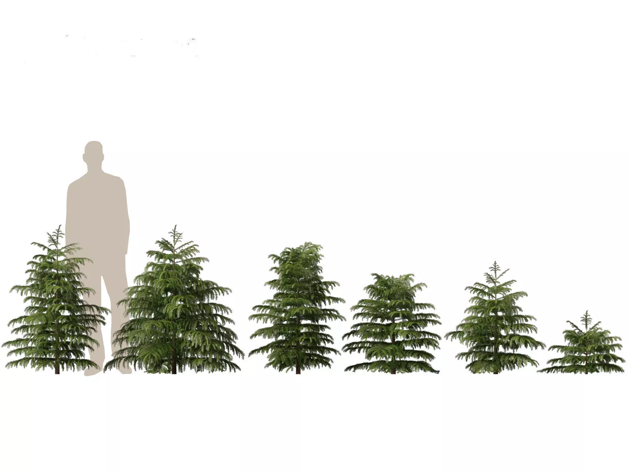 Pines Cedars Conifers Pack 22 3D model_6