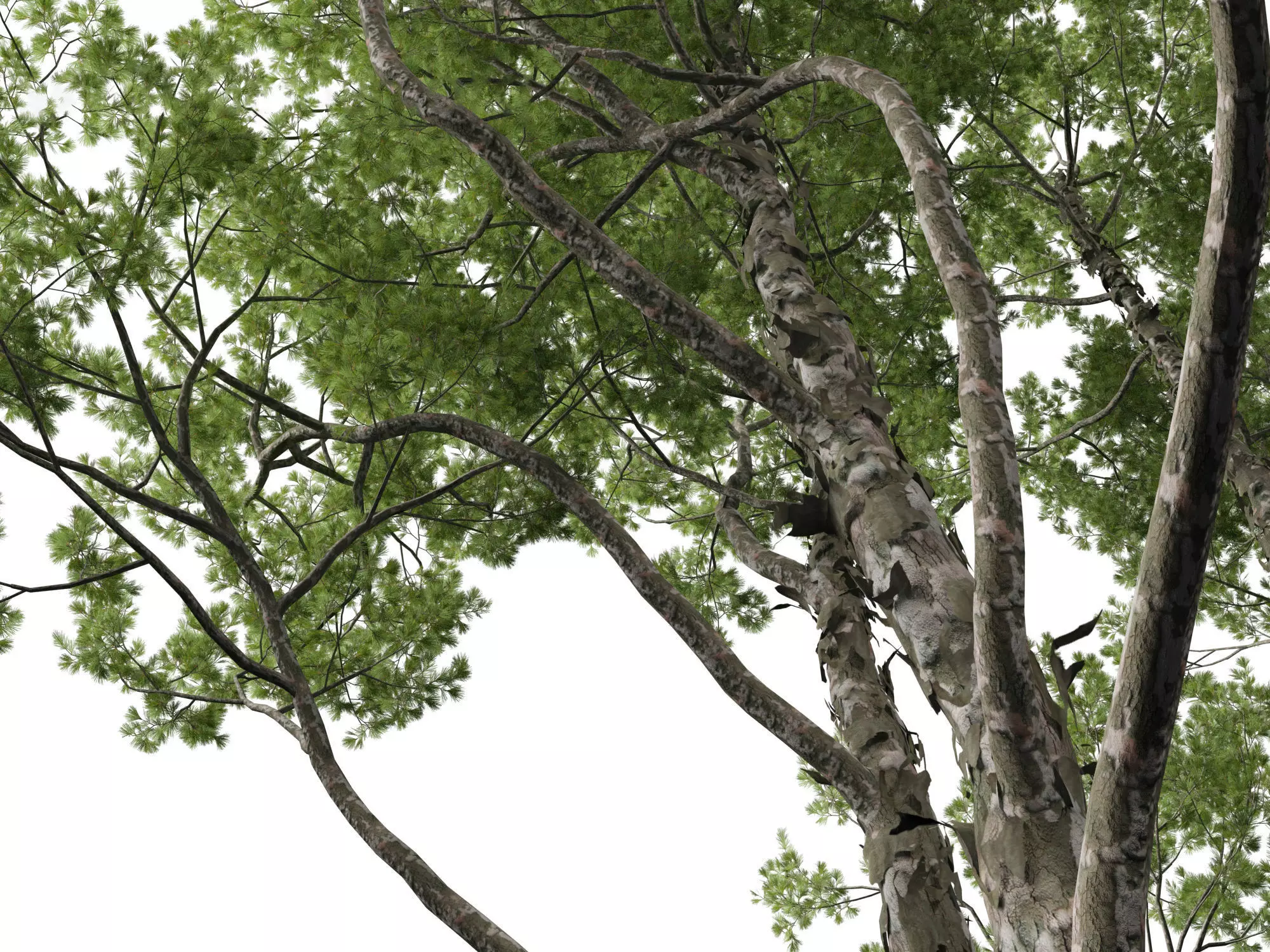 Pines Cedars Conifers Pack 22 3D model_12