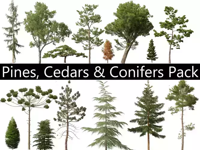 Pines Cedars Conifers Pack 22