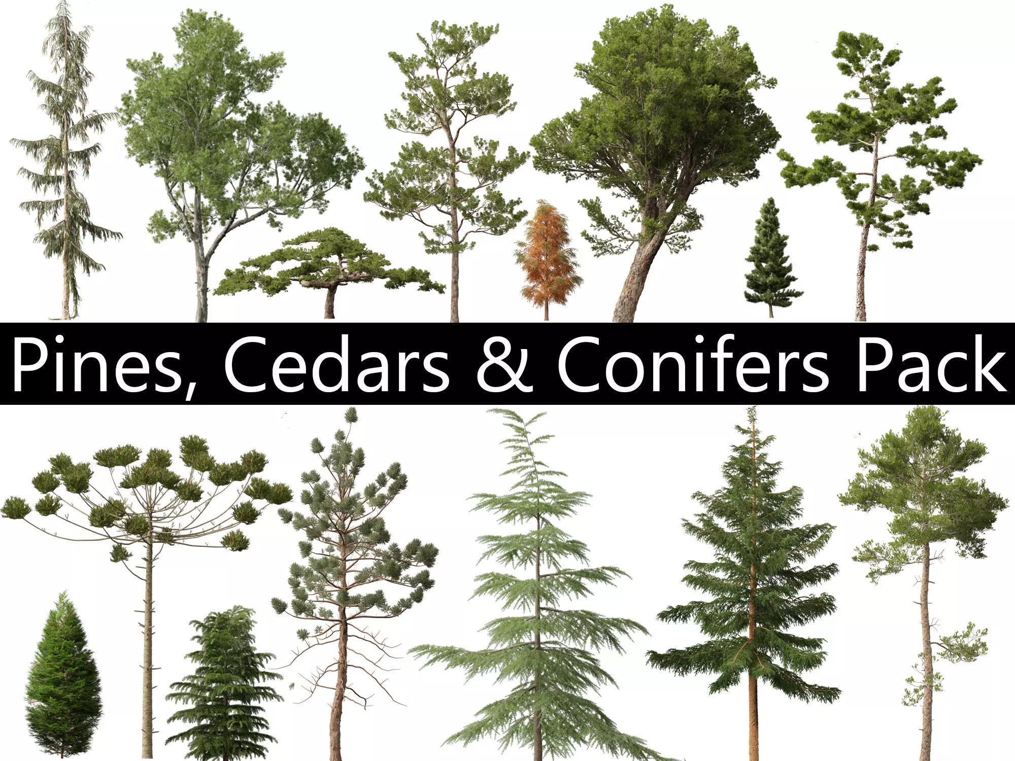 Pines Cedars Conifers Pack 22 3D model_0