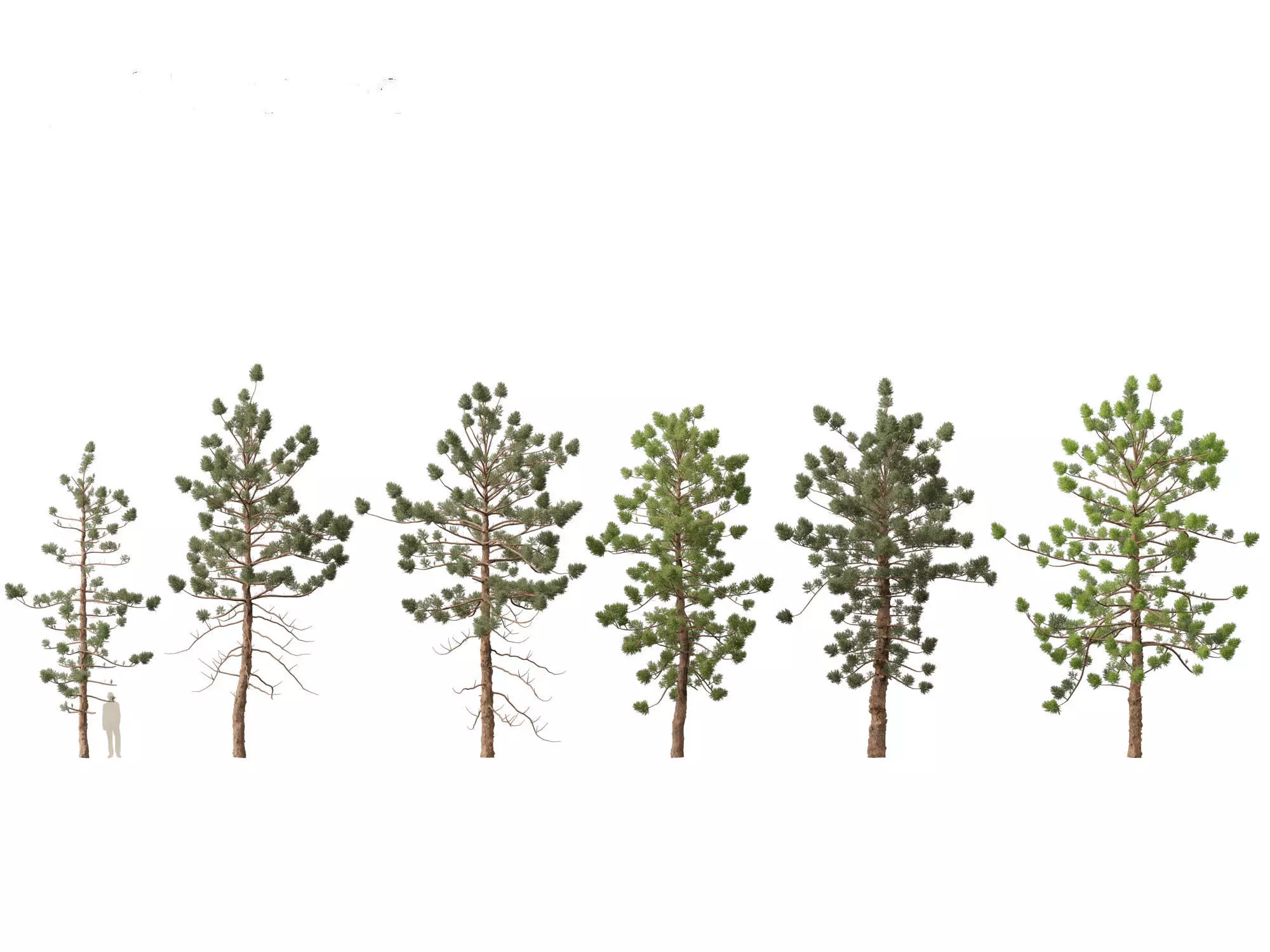 Pines Cedars Conifers Pack 22 3D model_2