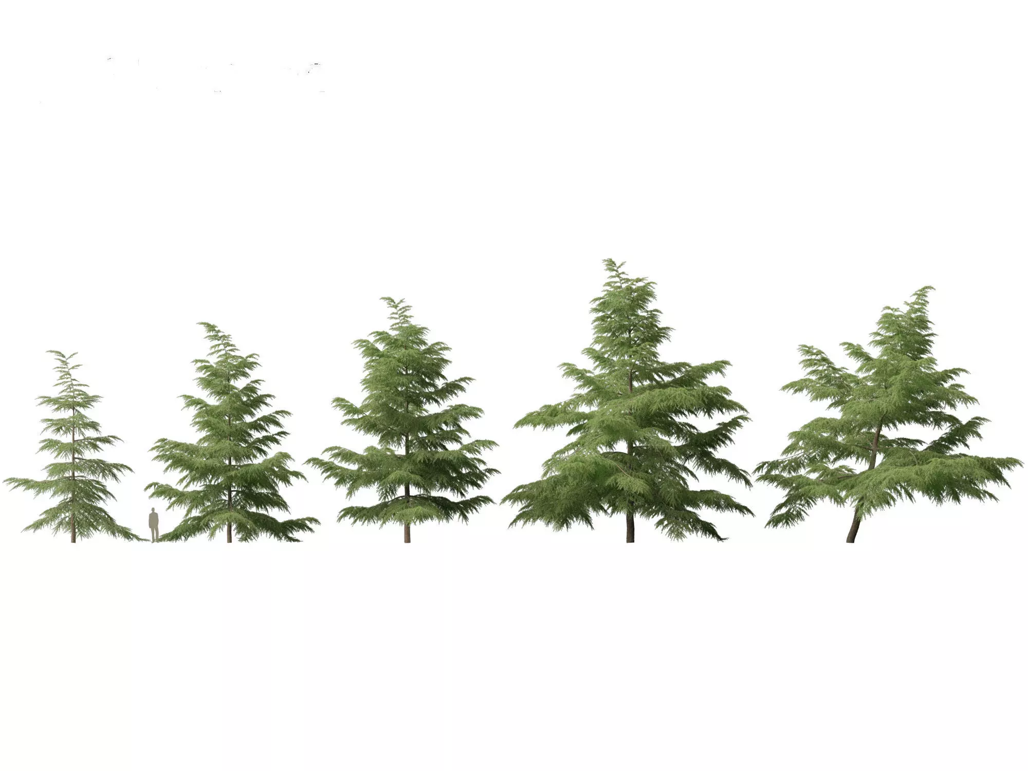 Pines Cedars Conifers Pack 22 3D model_4