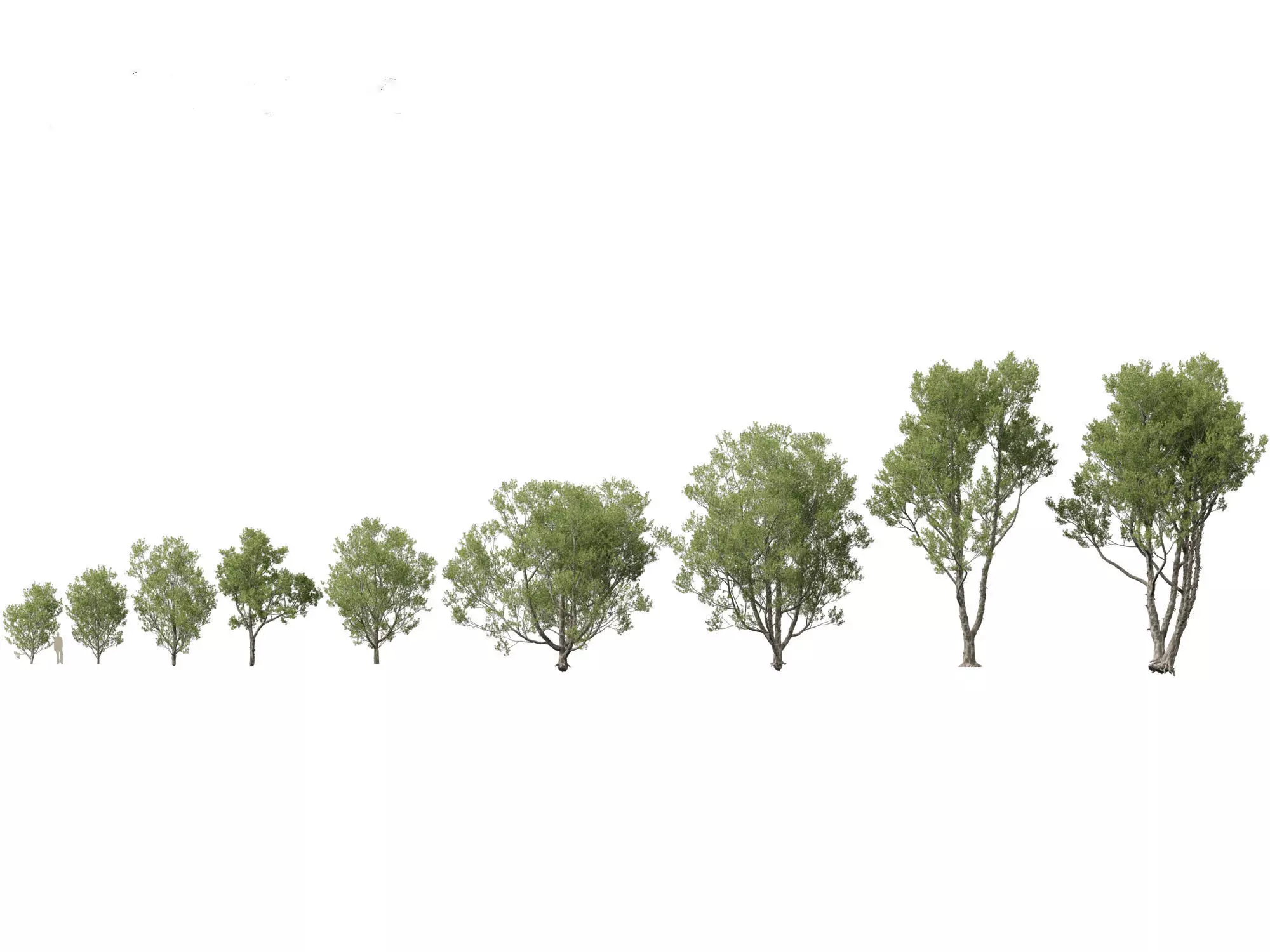 Pines Cedars Conifers Pack 22 3D model_11