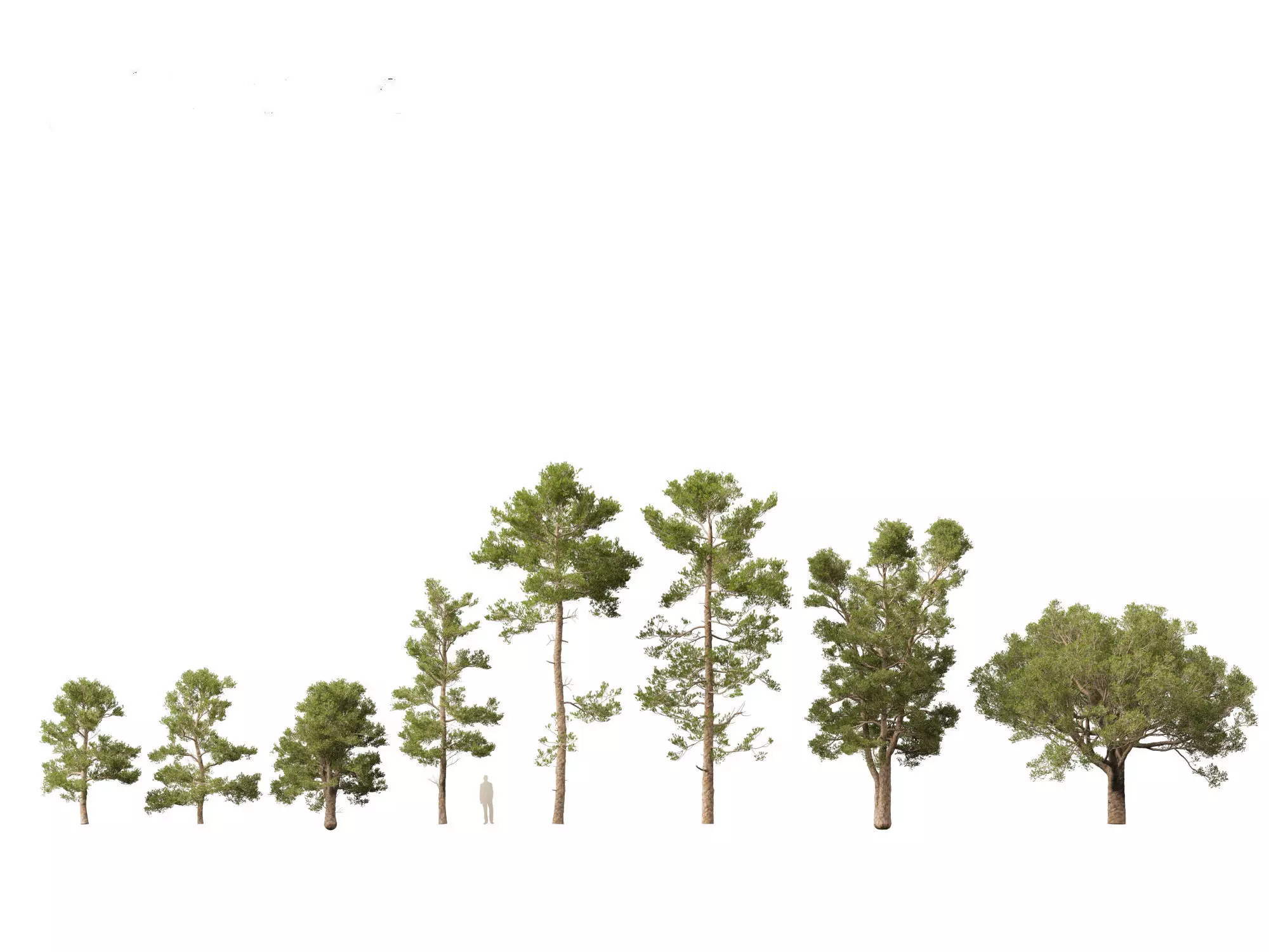 Pines Cedars Conifers Pack 22 3D model_10
