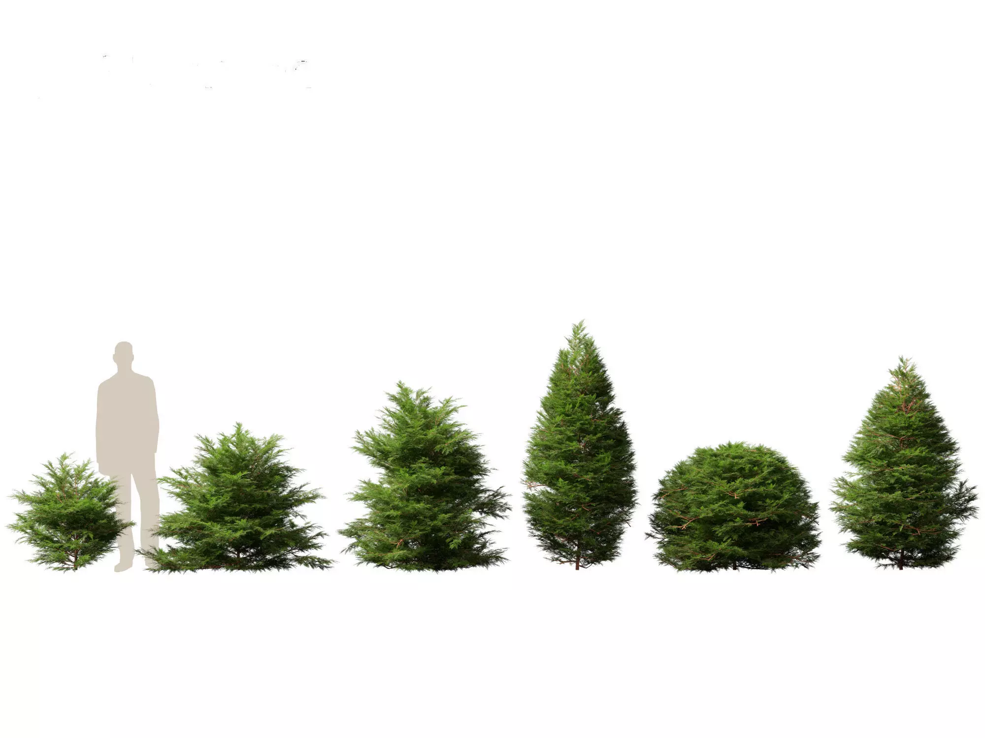 Pines Cedars Conifers Pack 22 3D model_5