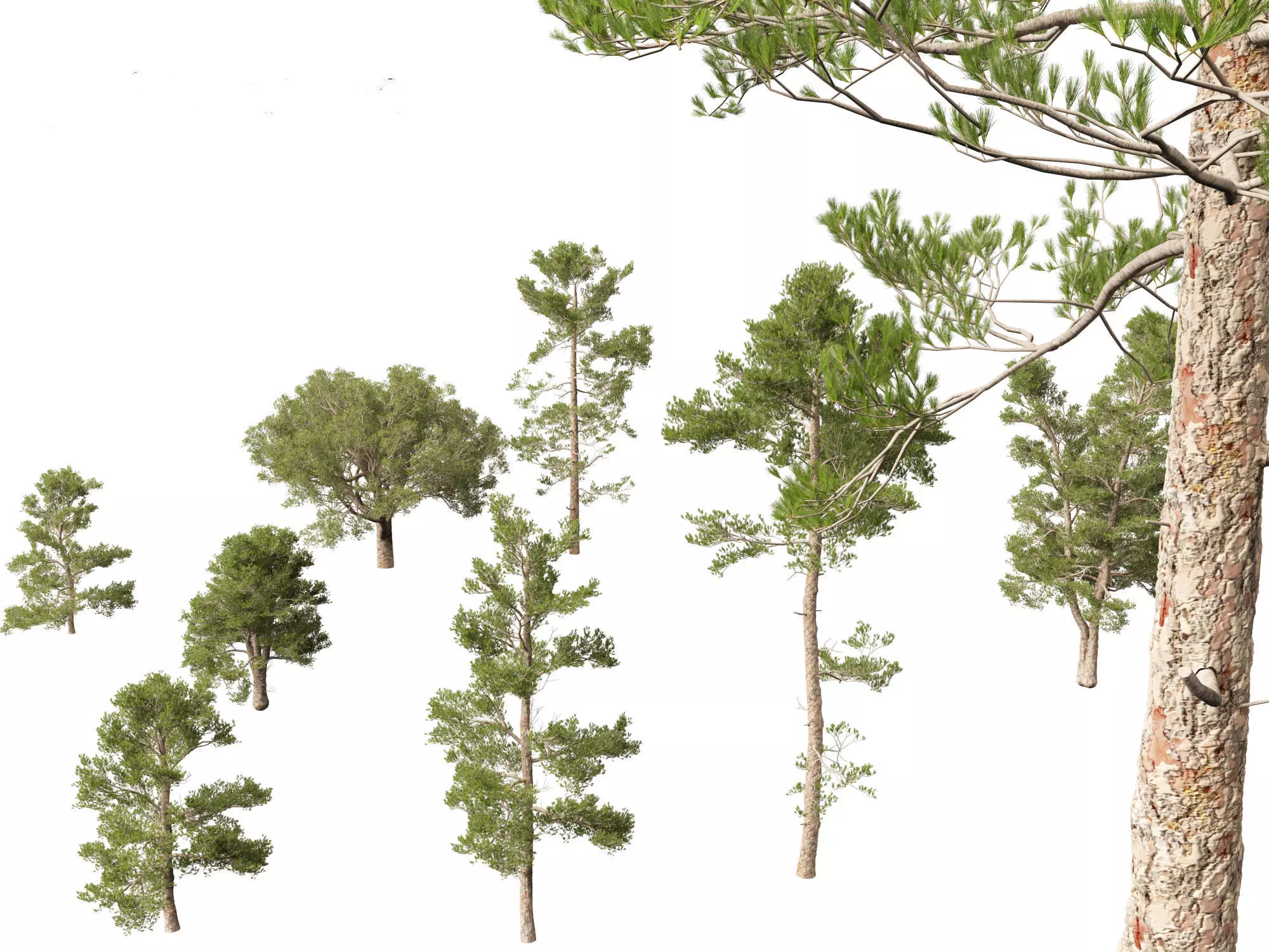 Pines Cedars Conifers Pack 22 3D model_9
