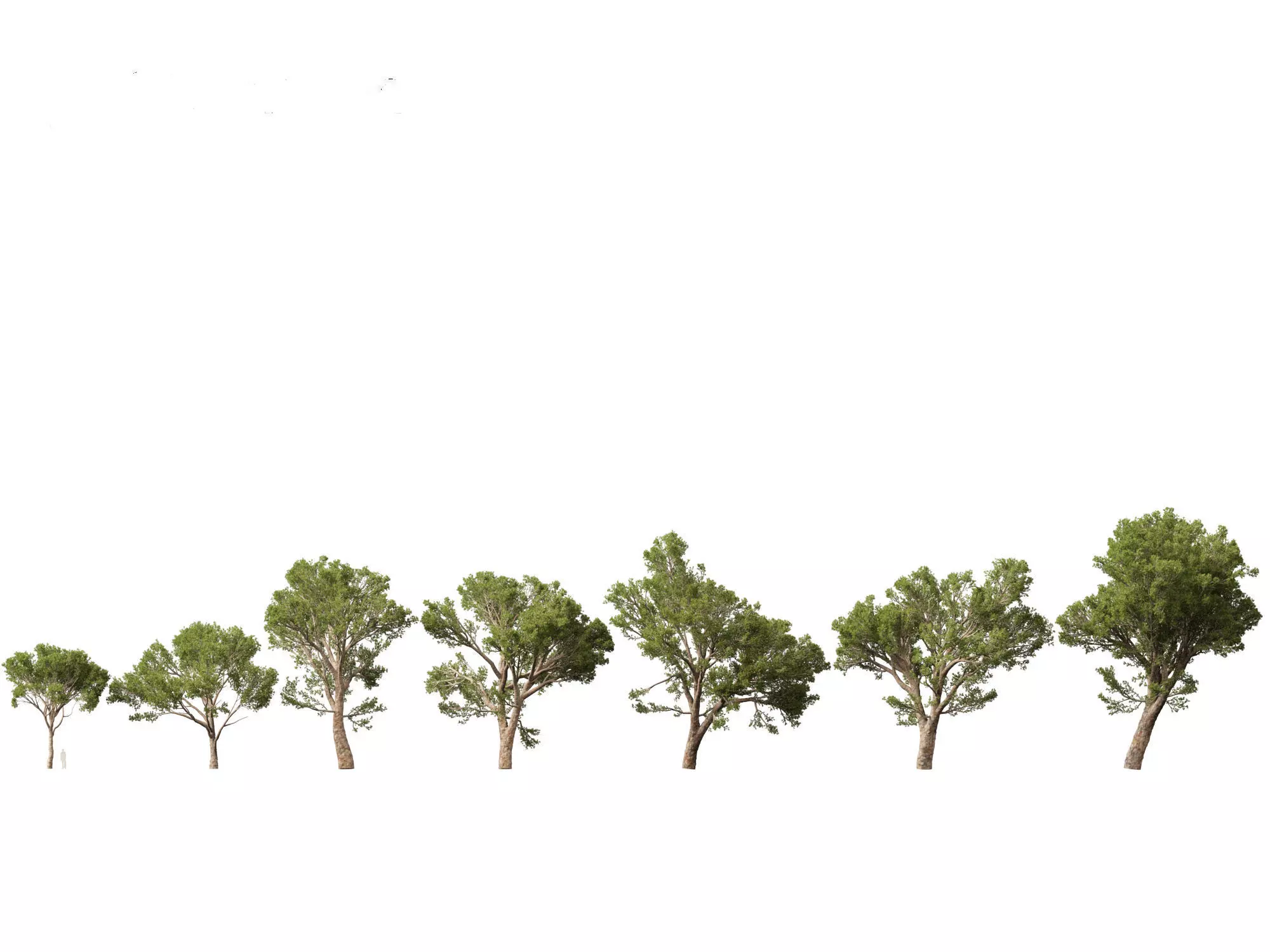 Pines Cedars Conifers Pack 22 3D model_15