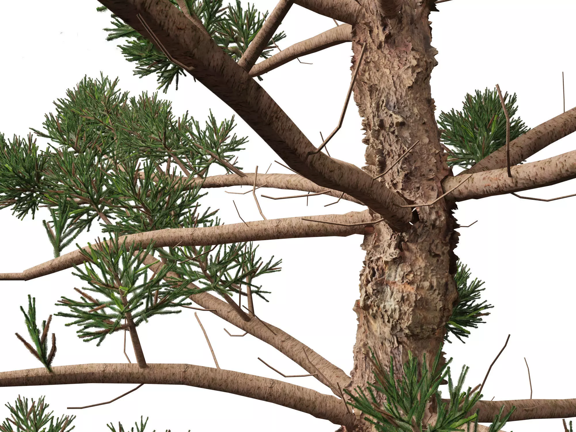 Pines Cedars Conifers Pack 22 3D model_3