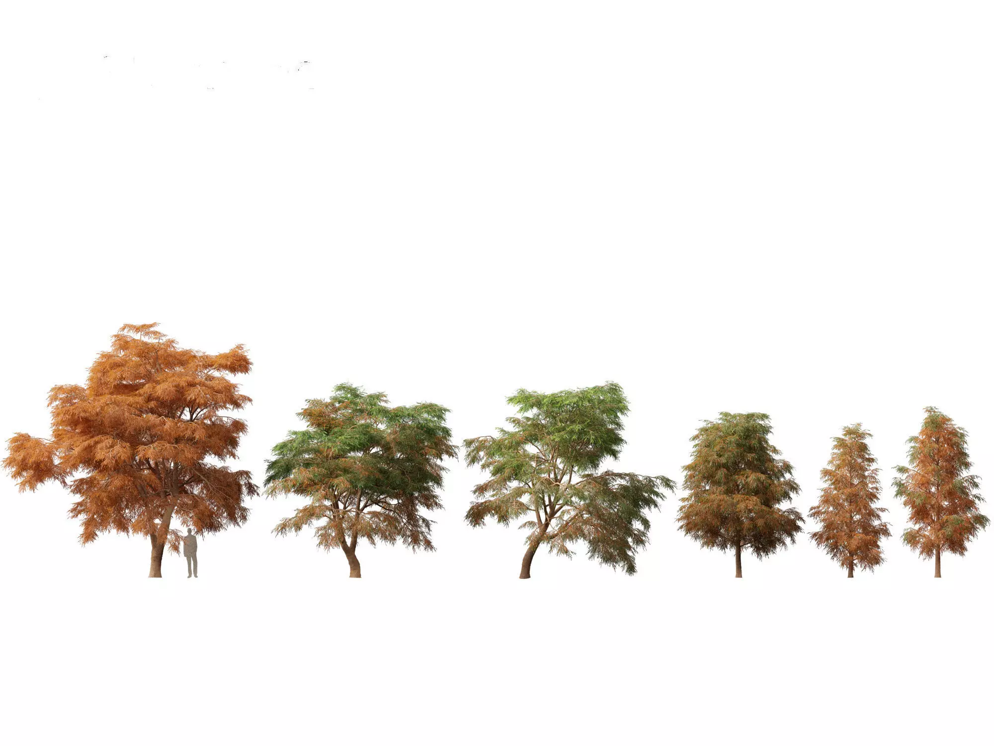 Pines Cedars Conifers Pack 22 3D model_20
