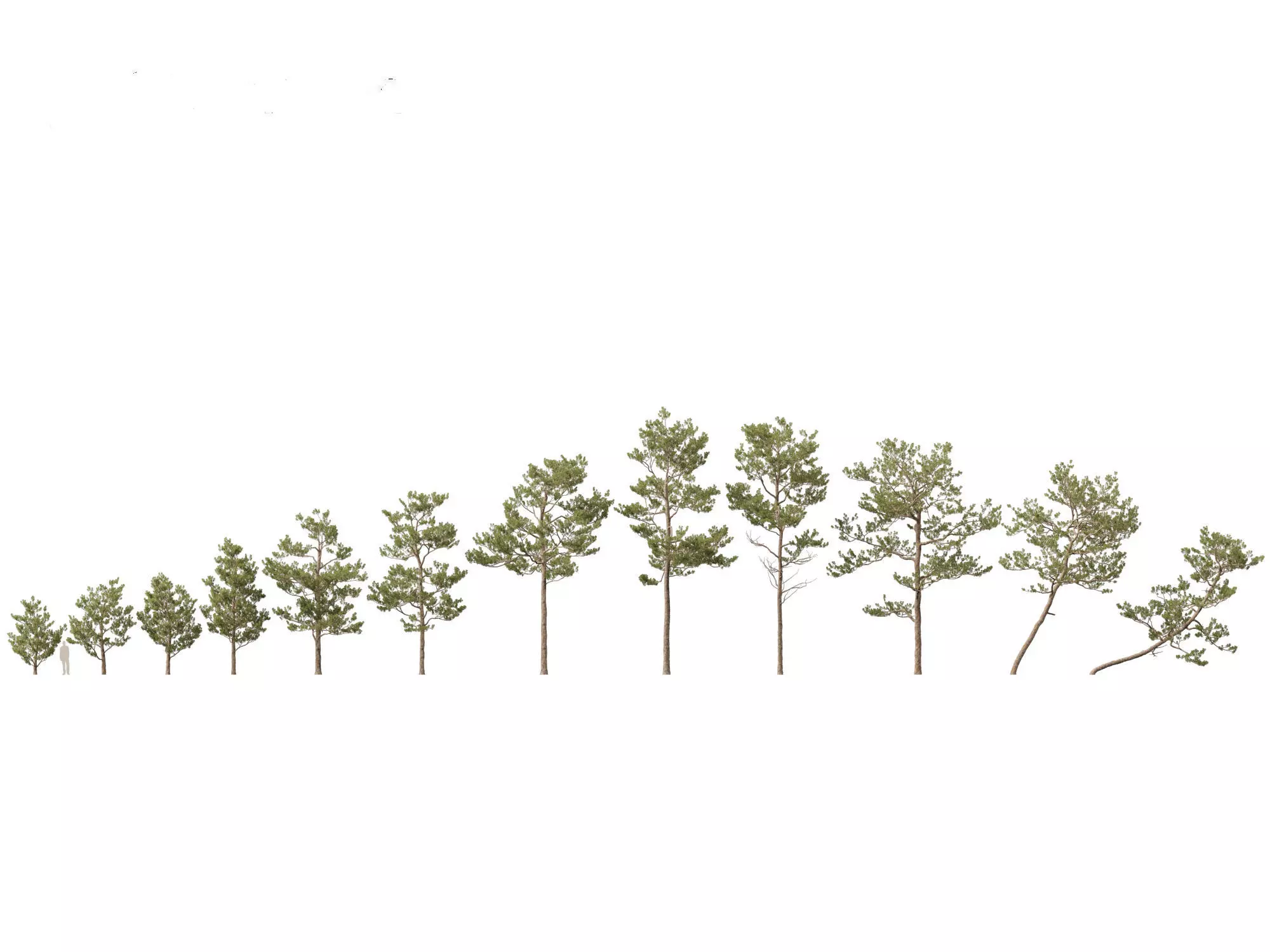 Pines Cedars Conifers Pack 22 3D model_13