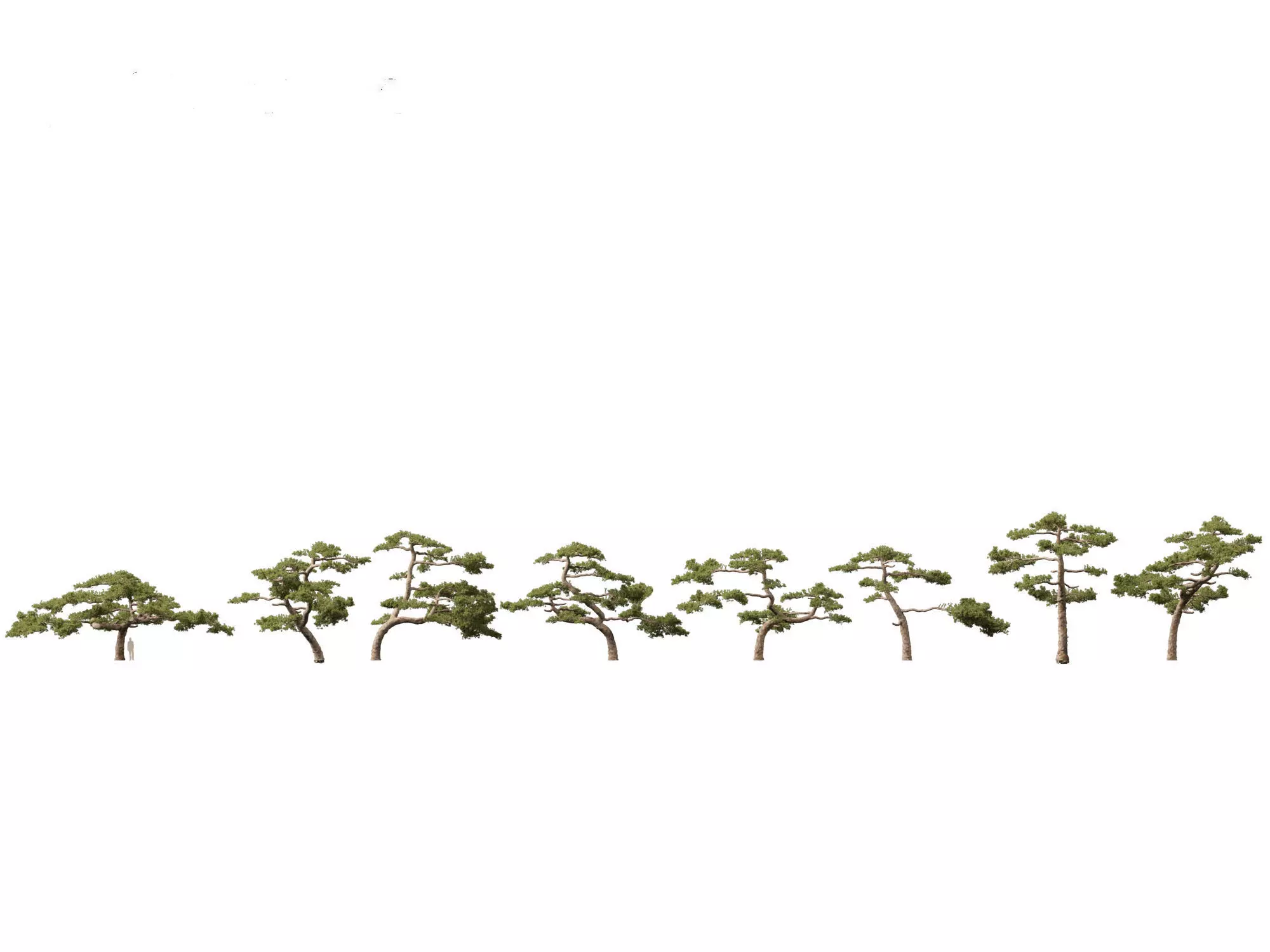Pines Cedars Conifers Pack 22 3D model_18