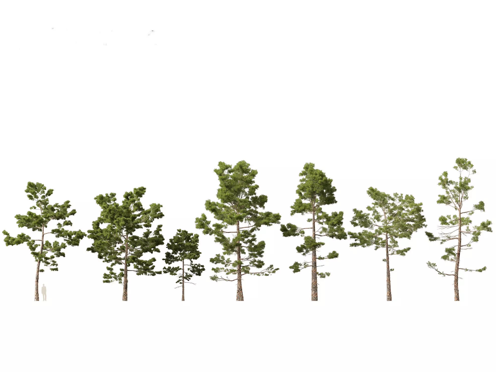 Pines Cedars Conifers Pack 22 3D model_16
