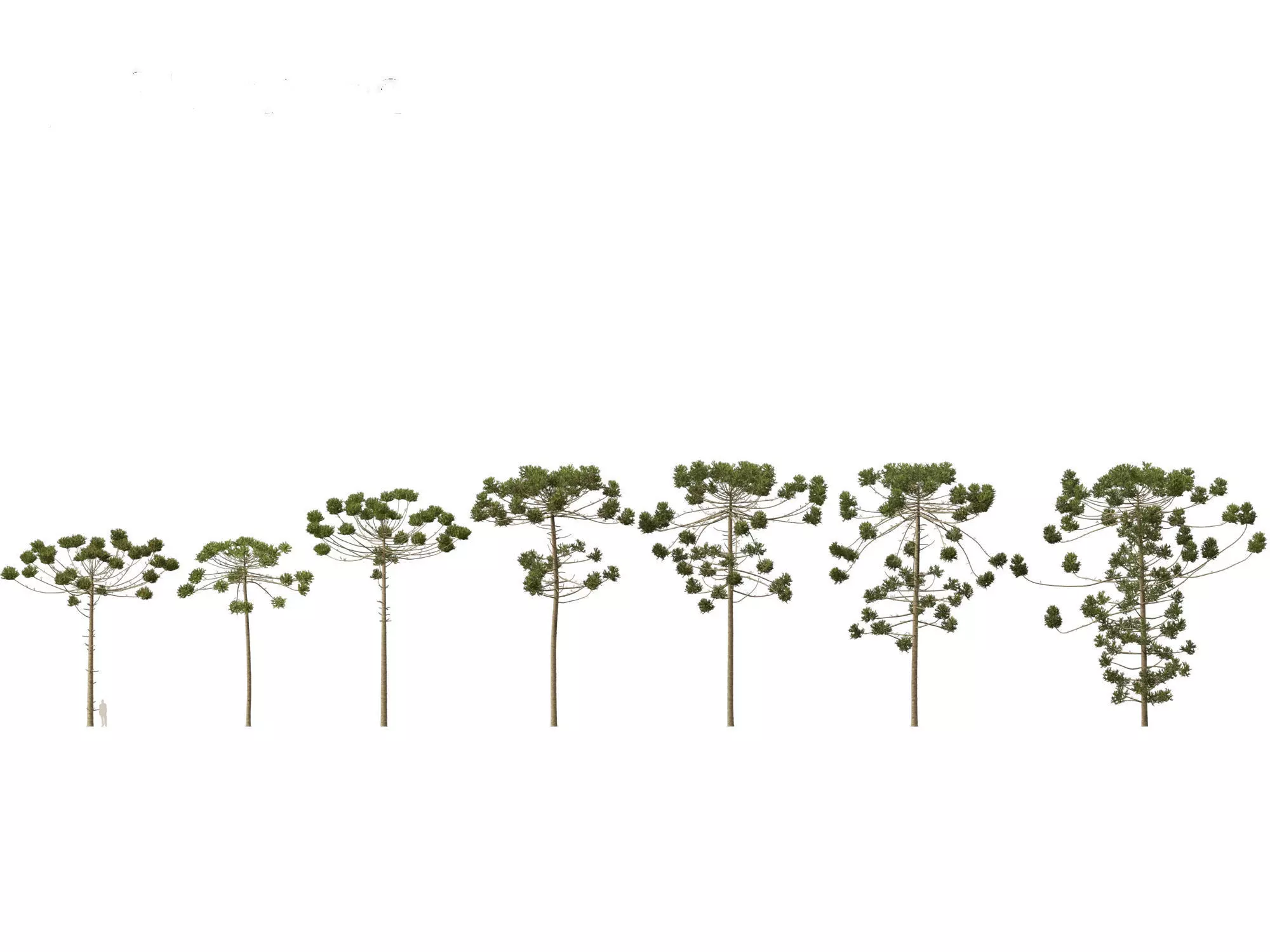 Pines Cedars Conifers Pack 22 3D model_1