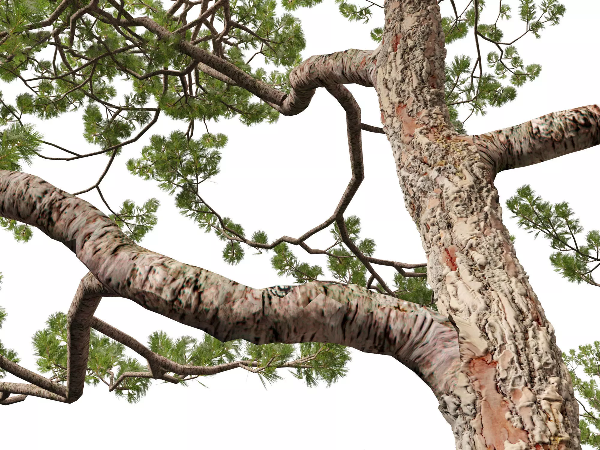 Pines Cedars Conifers Pack 22 3D model_14