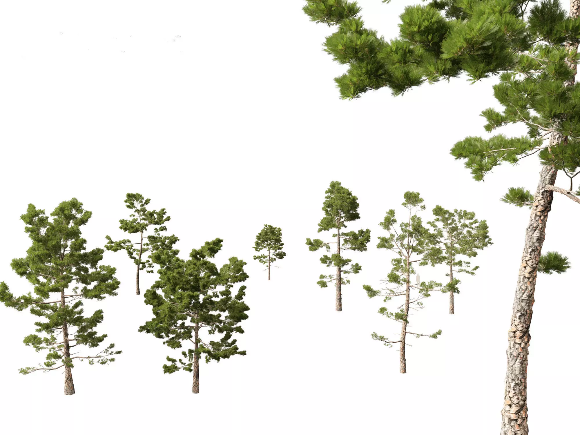 Pines Cedars Conifers Pack 22 3D model_17