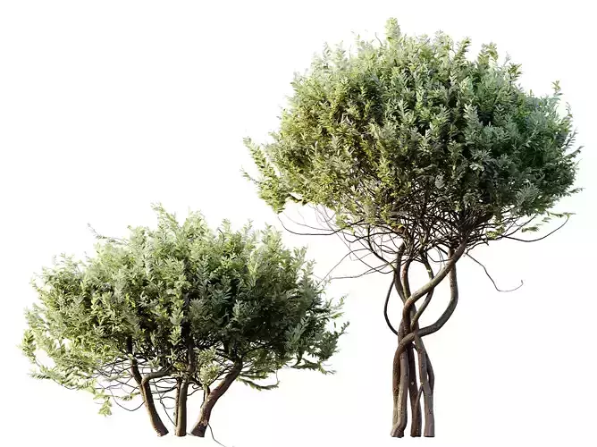 AV Plants Cistus Albidus Zistrose Flower Decorative