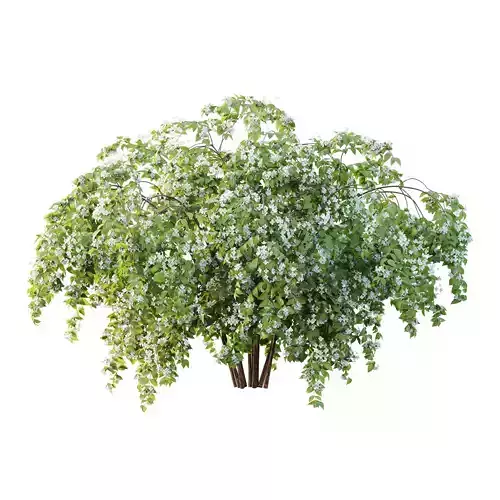 Philadelphia Bush 05