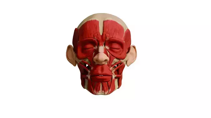 Human Head Ecorche Realistic Anatomy Study Model Facial Muscle