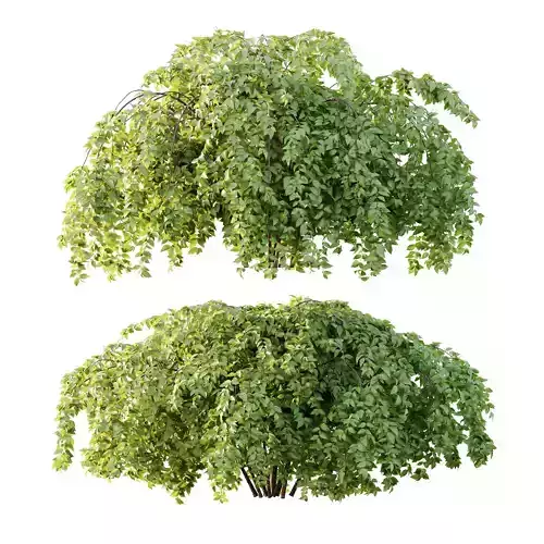 Philadelphia Bush 06