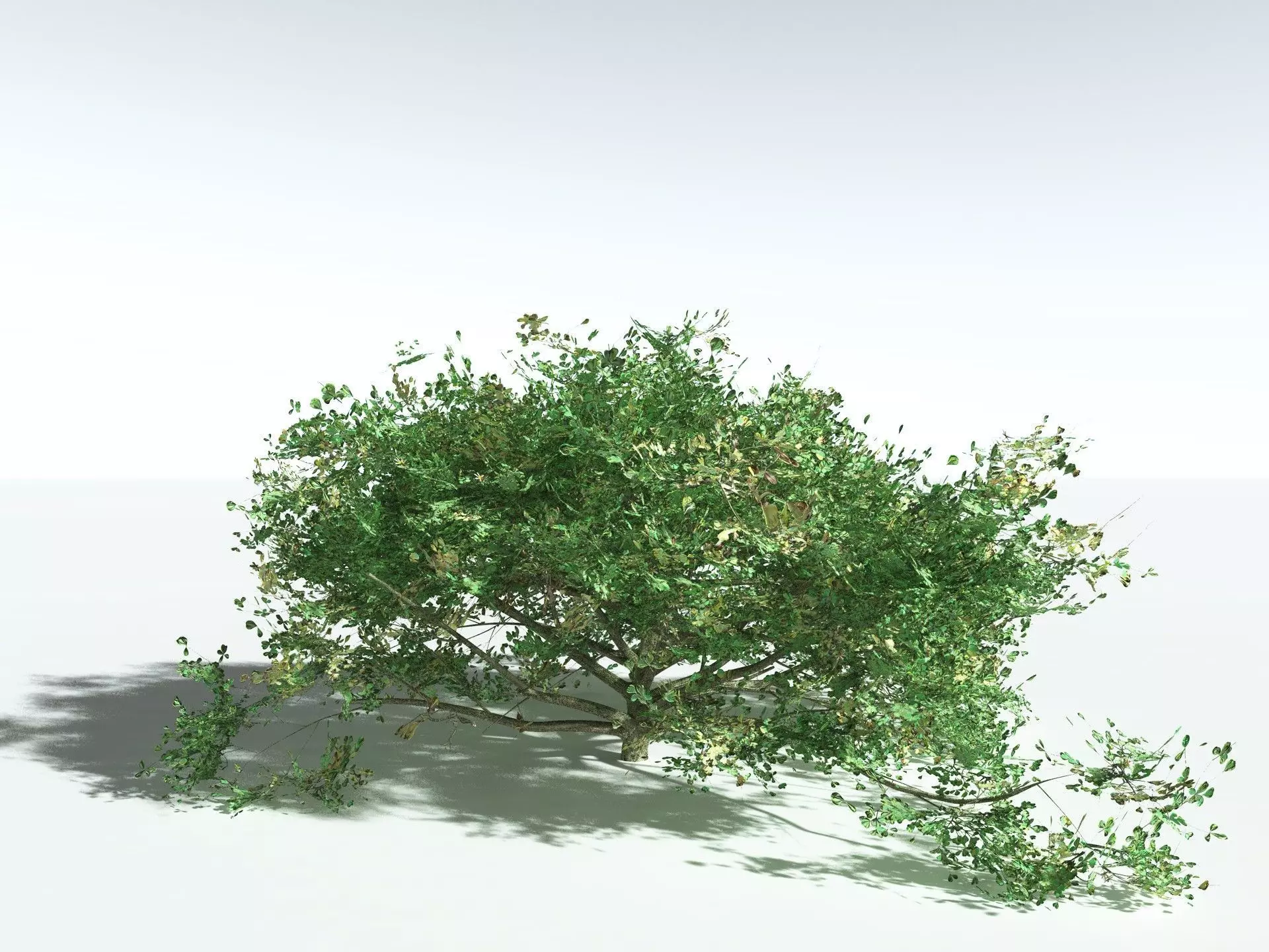 EVERYPlant Beach Cabbage 3D model_12