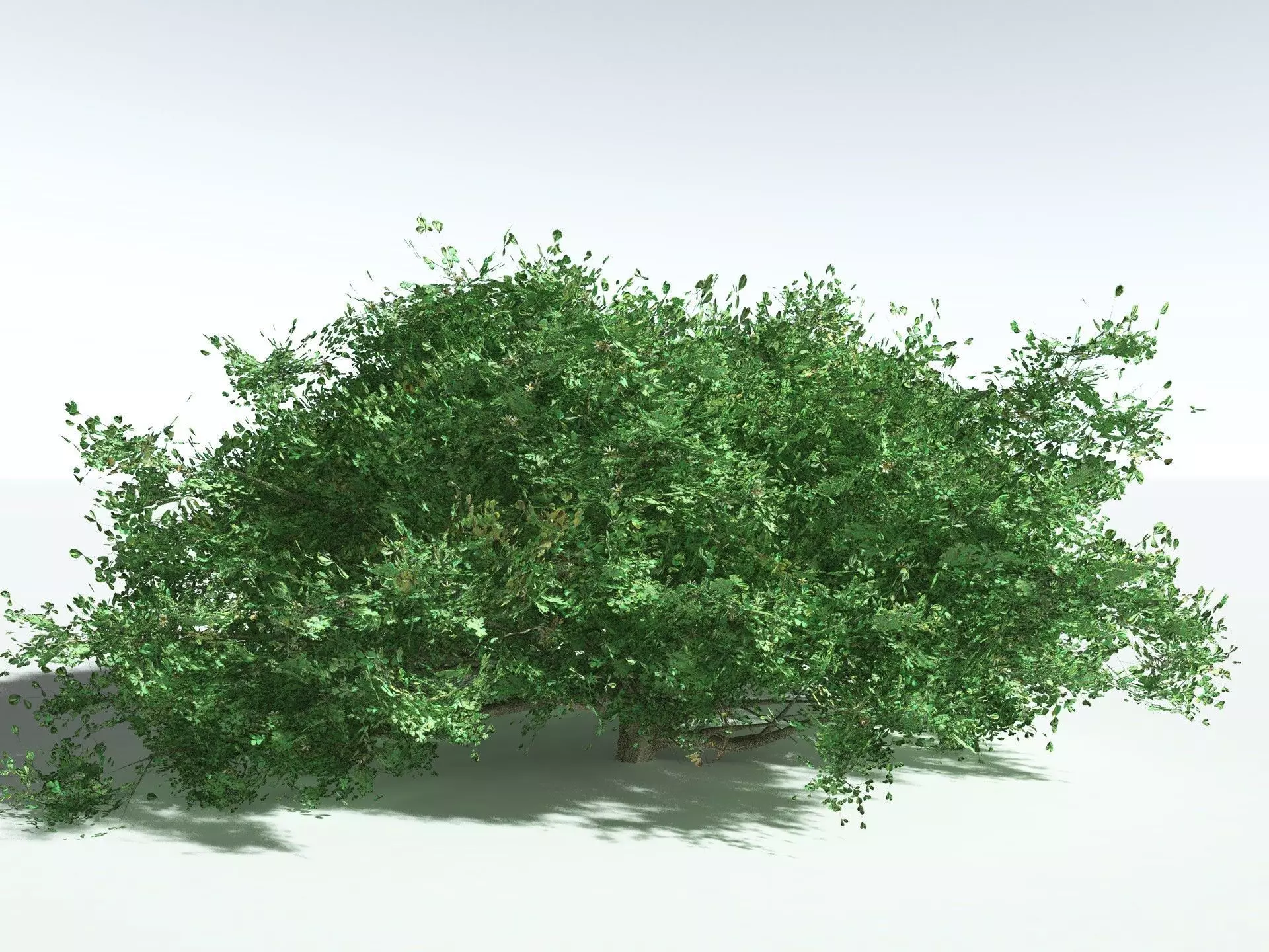 EVERYPlant Beach Cabbage 3D model_8