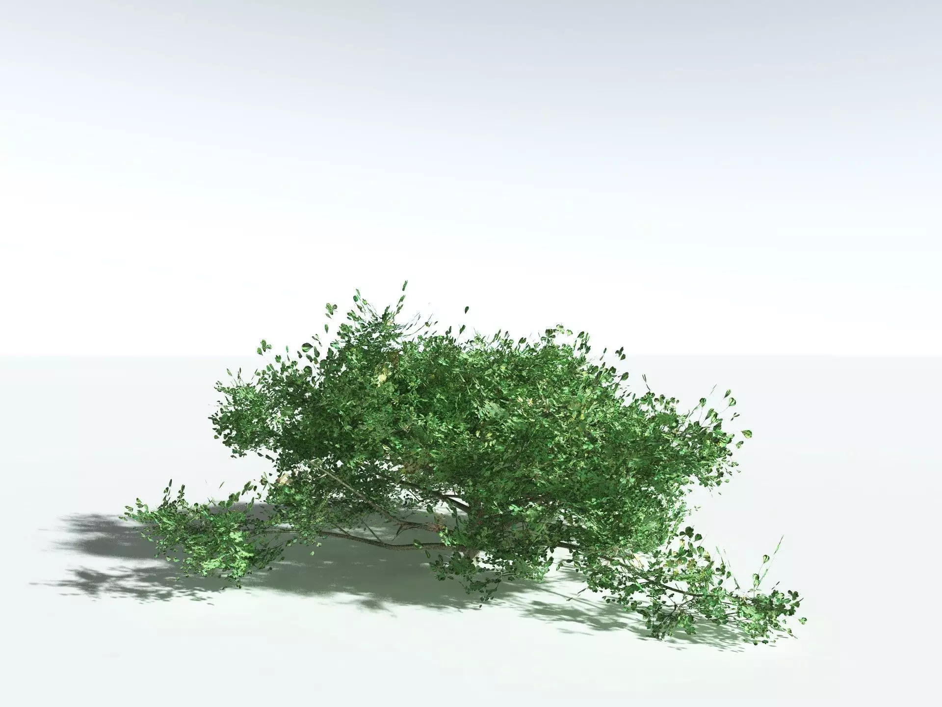 EVERYPlant Beach Cabbage 3D model_22