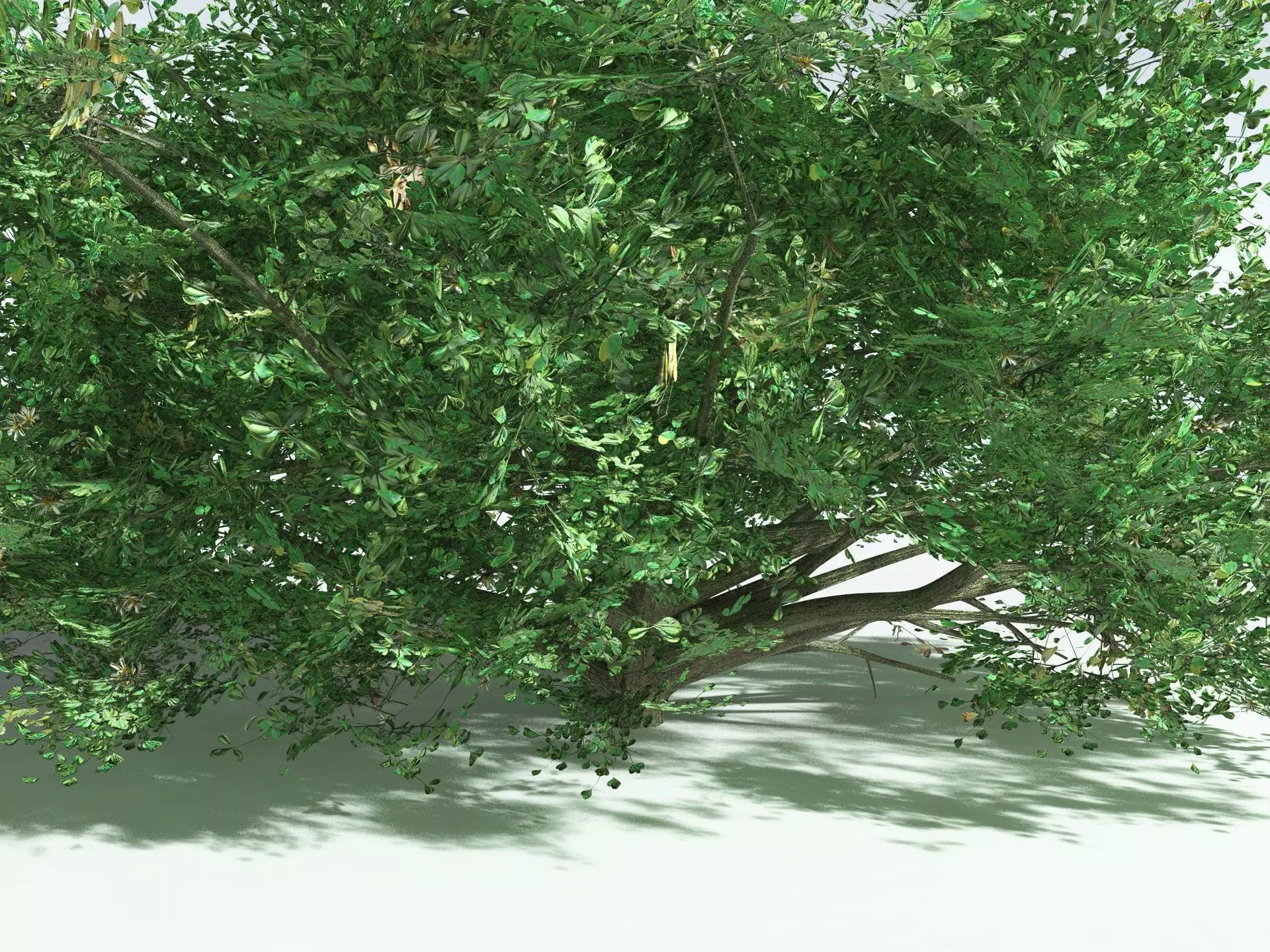 EVERYPlant Beach Cabbage 3D model_5