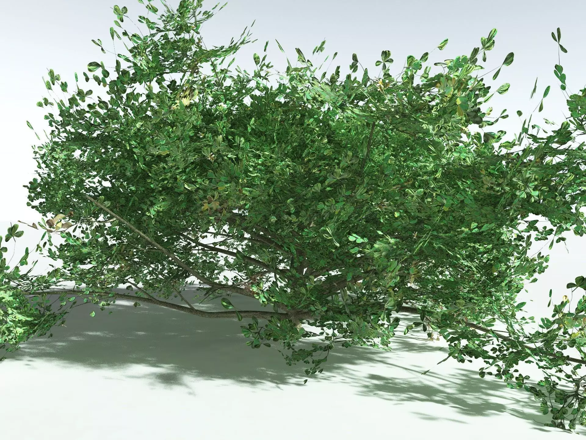 EVERYPlant Beach Cabbage 3D model_23