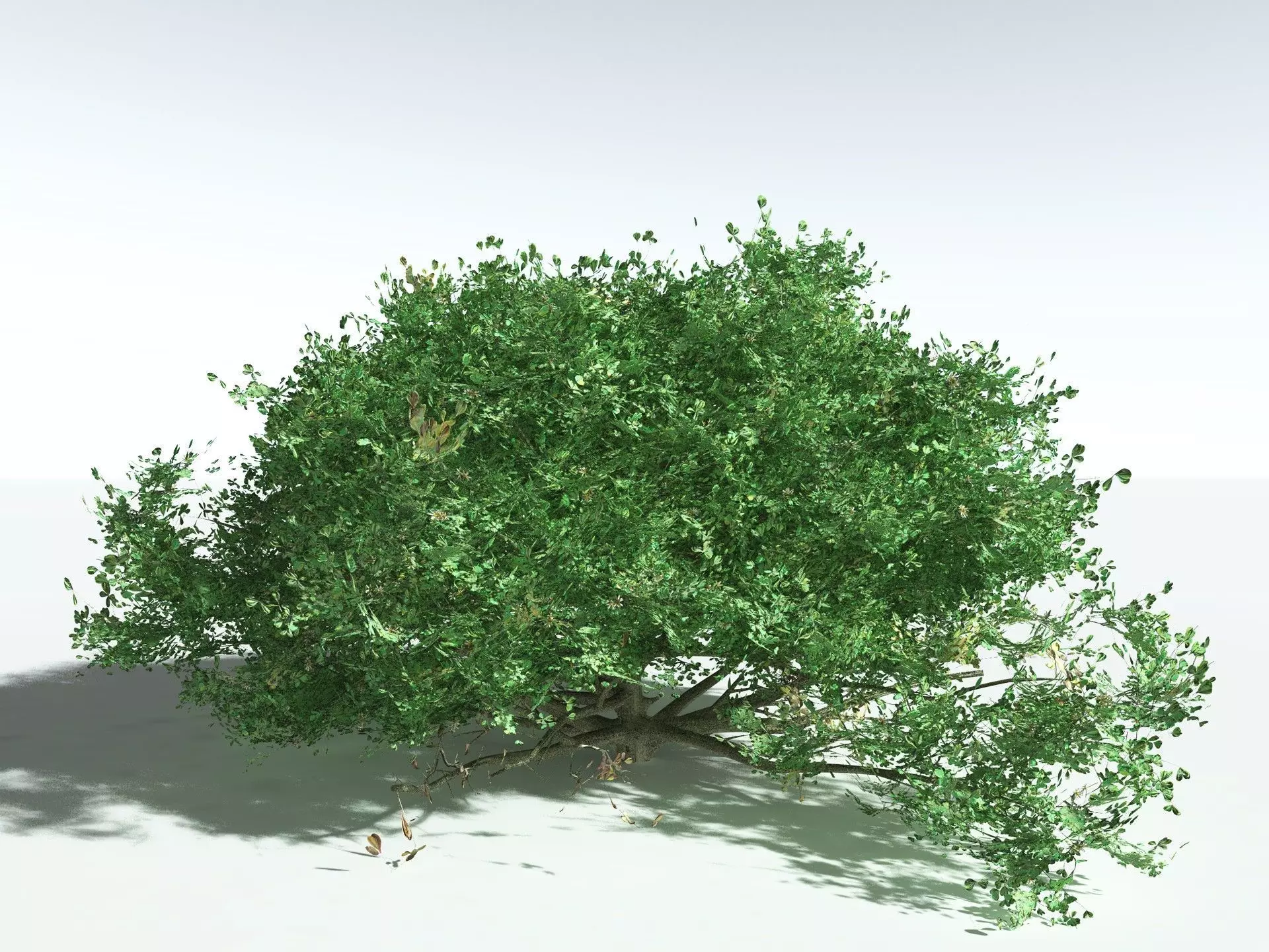 EVERYPlant Beach Cabbage 3D model_0