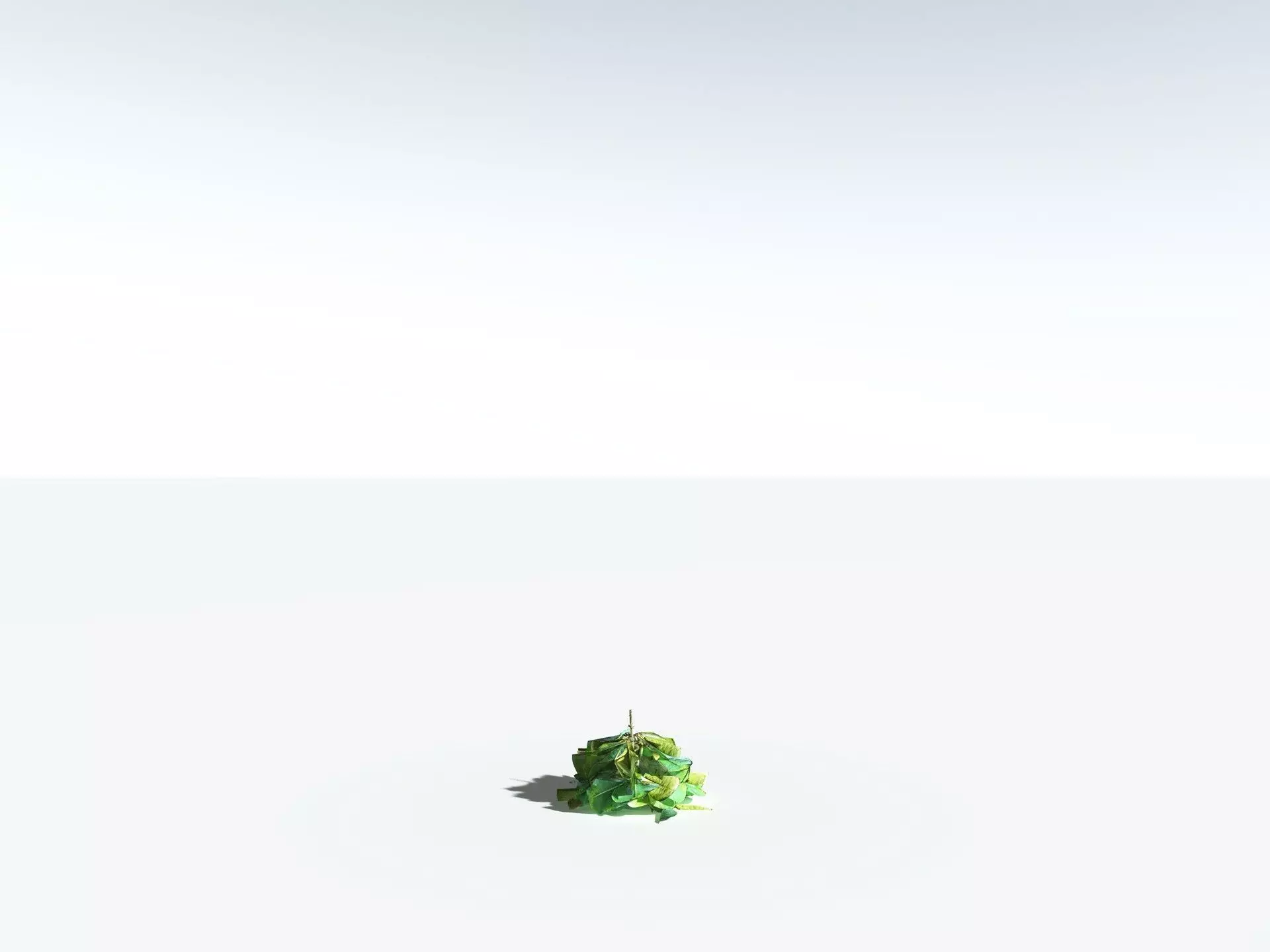 EVERYPlant Beach Cabbage 3D model_31