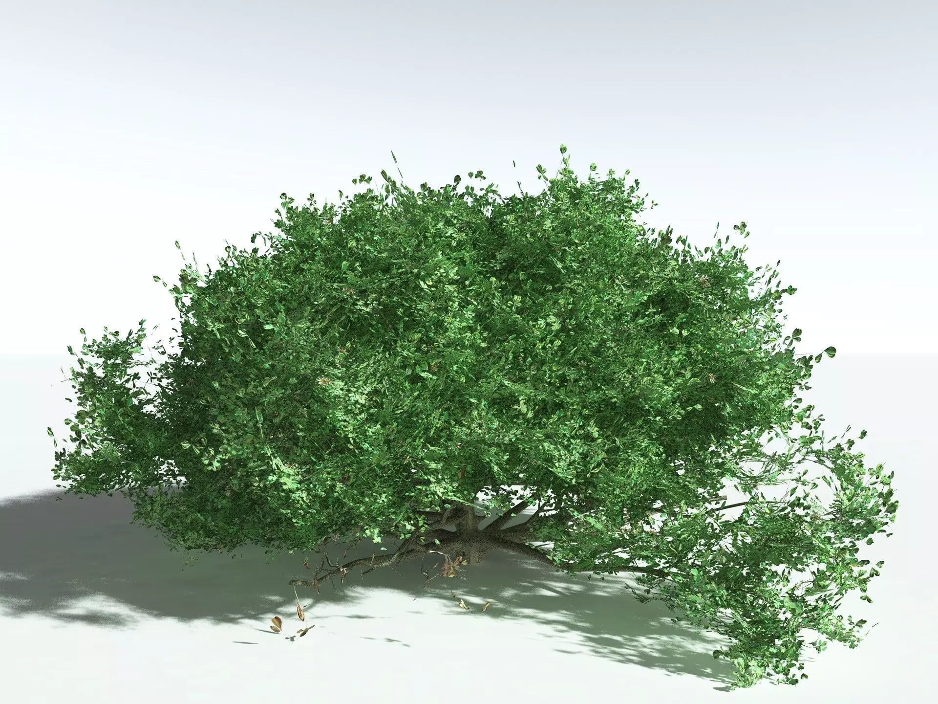 EVERYPlant Beach Cabbage 3D model_10