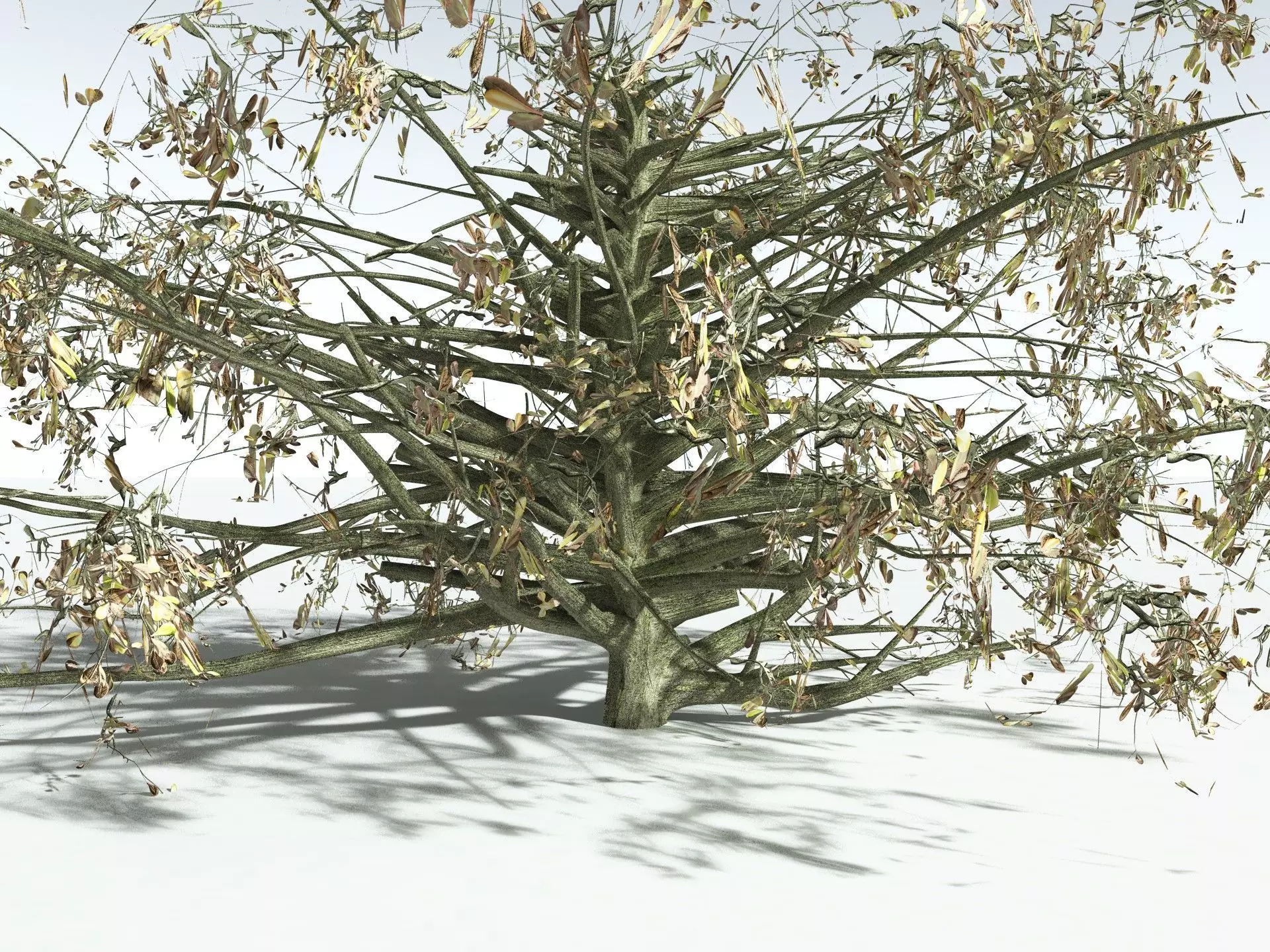 EVERYPlant Beach Cabbage 3D model_19