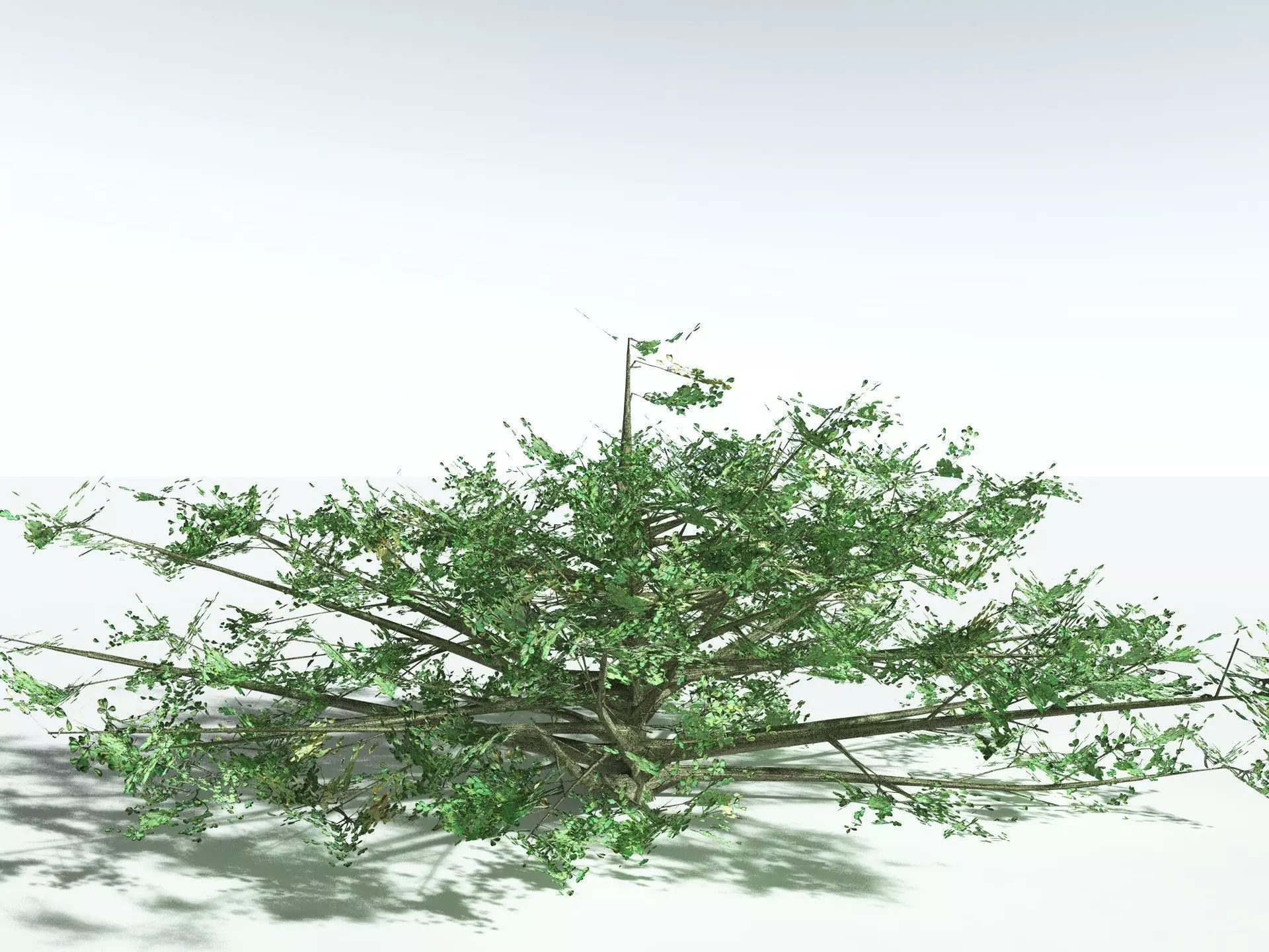 EVERYPlant Beach Cabbage 3D model_27