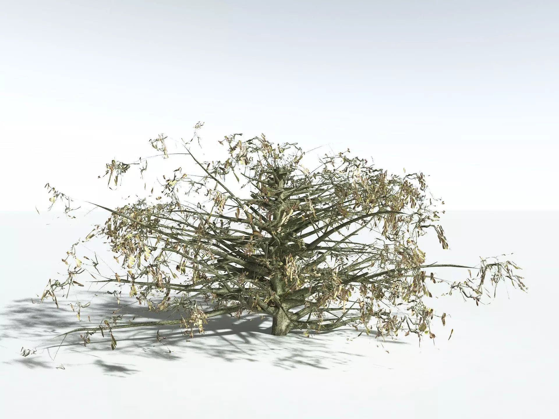 EVERYPlant Beach Cabbage 3D model_18