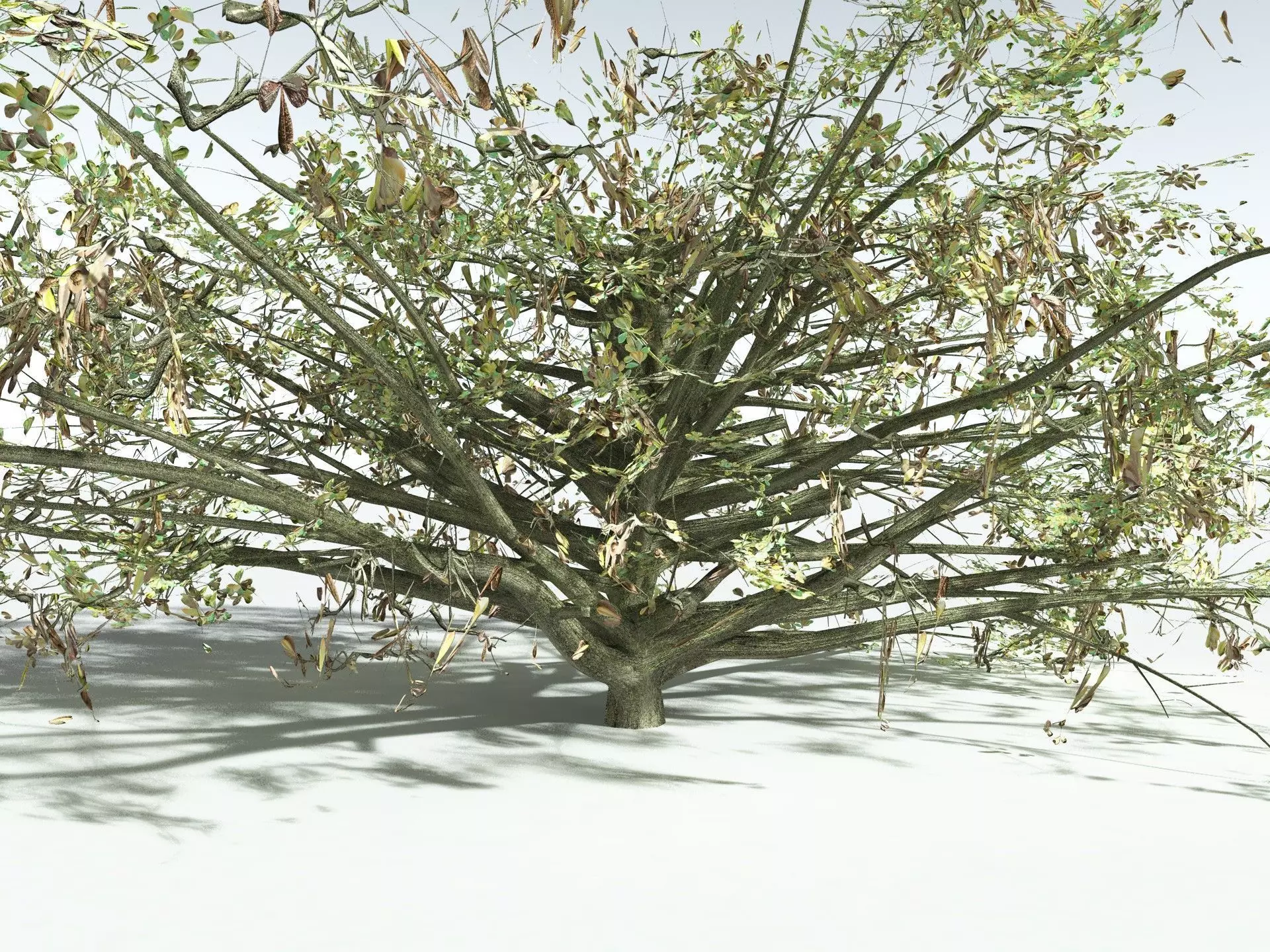 EVERYPlant Beach Cabbage 3D model_17