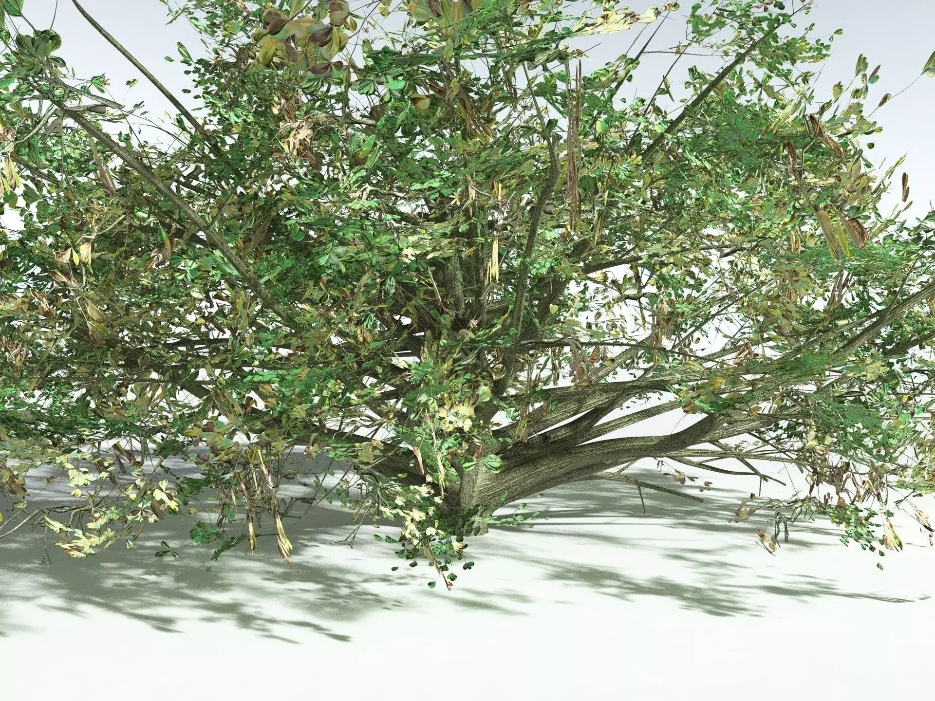 EVERYPlant Beach Cabbage 3D model_15