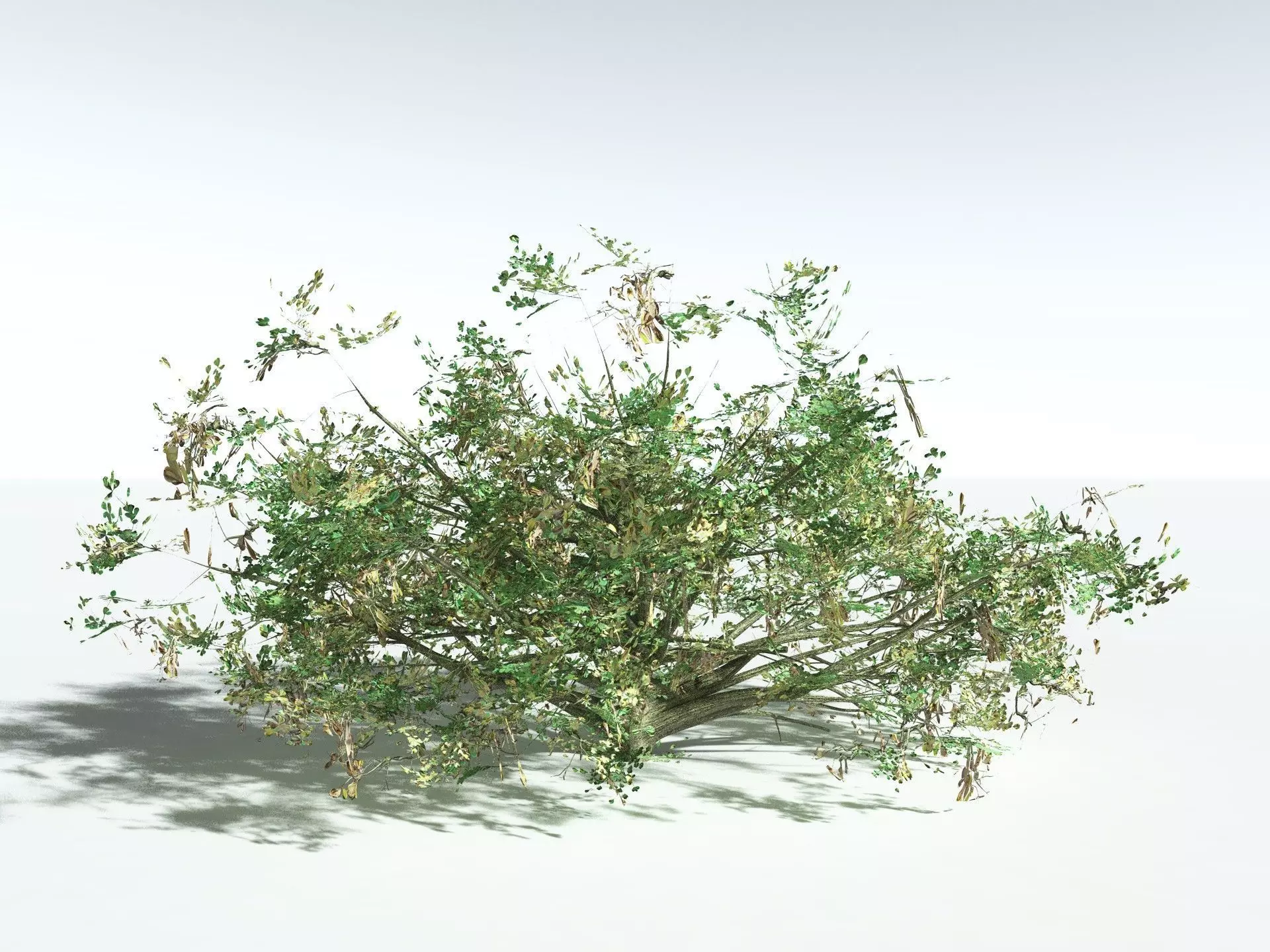 EVERYPlant Beach Cabbage 3D model_14