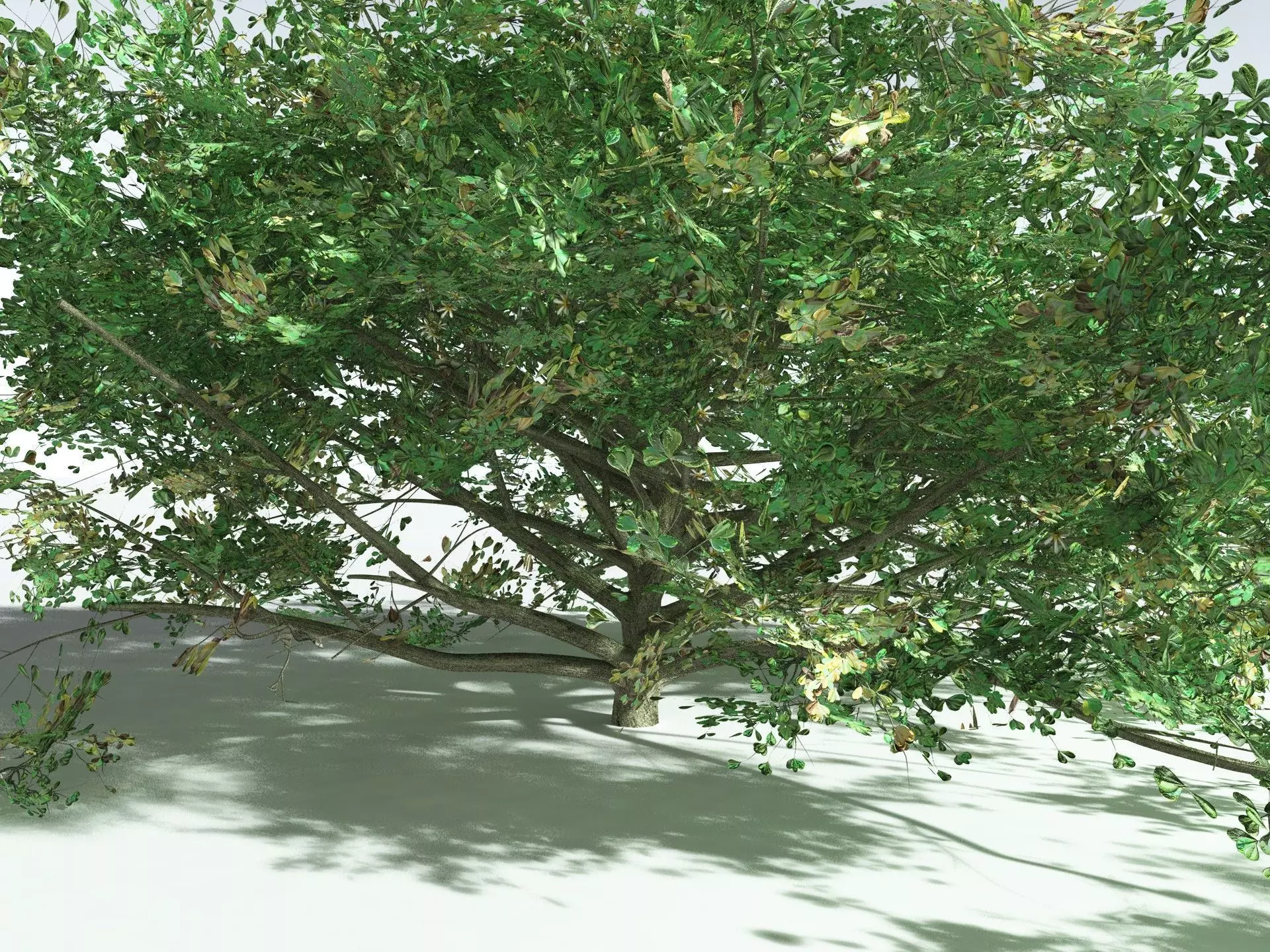 EVERYPlant Beach Cabbage 3D model_13