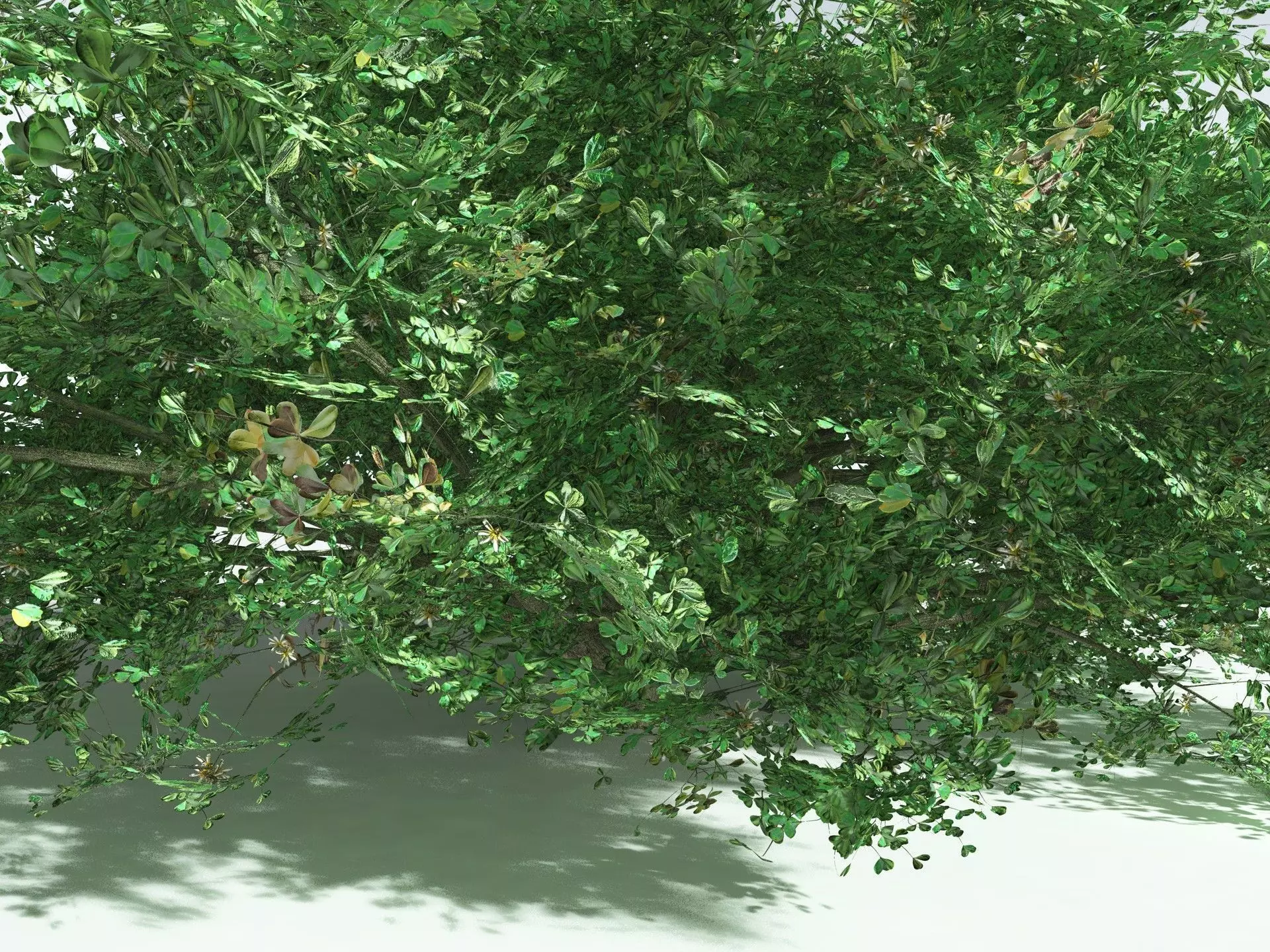 EVERYPlant Beach Cabbage 3D model_7