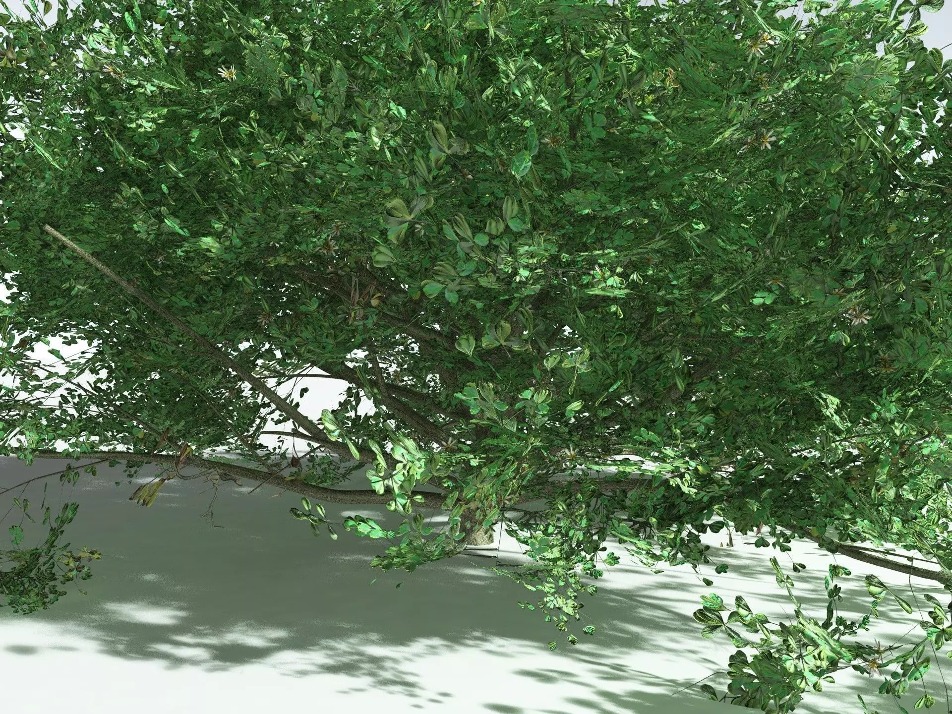 EVERYPlant Beach Cabbage 3D model_3