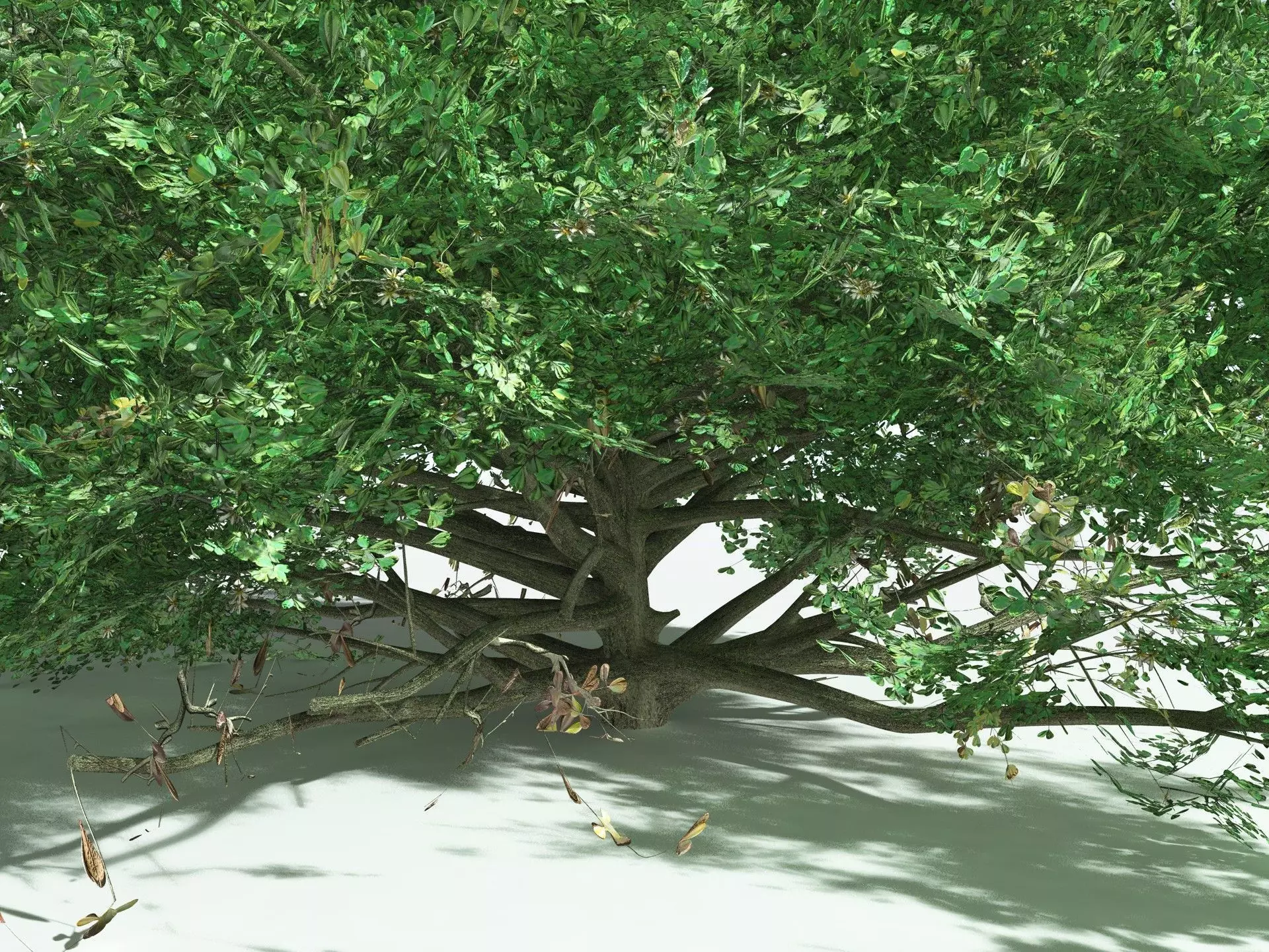 EVERYPlant Beach Cabbage 3D model_21