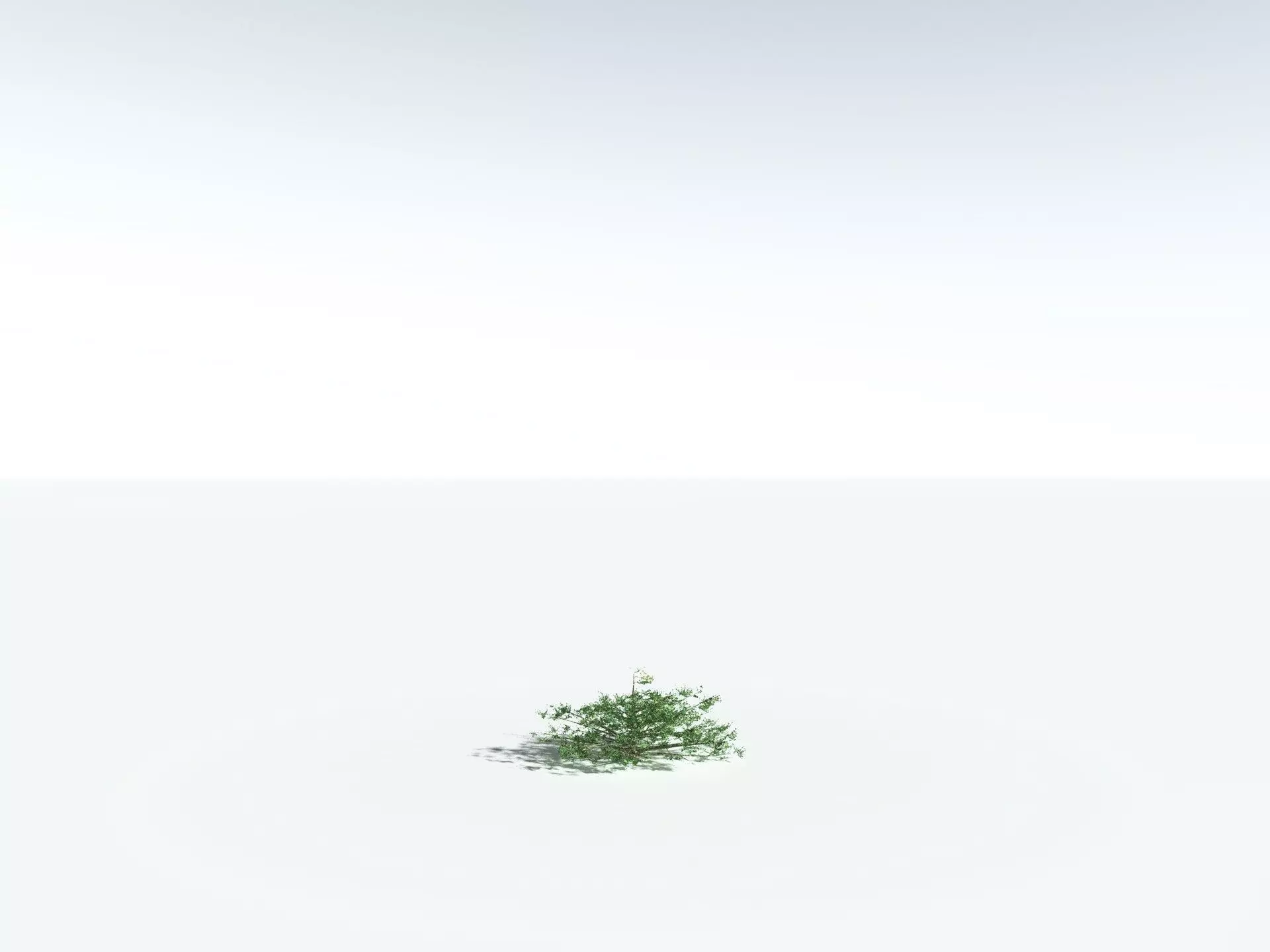 EVERYPlant Beach Cabbage 3D model_26