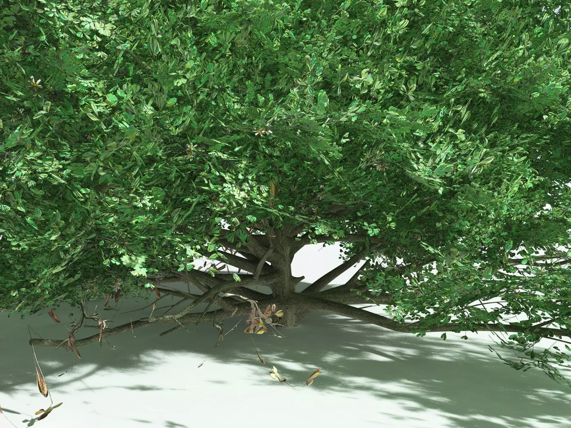 EVERYPlant Beach Cabbage 3D model_11