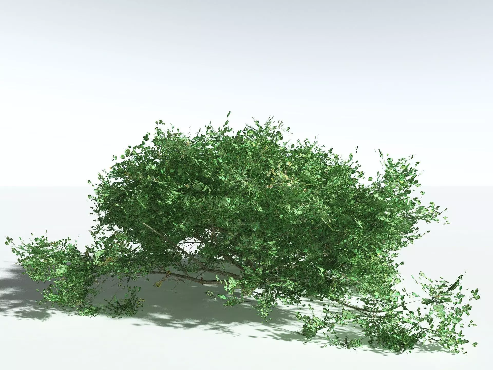 EVERYPlant Beach Cabbage 3D model_2