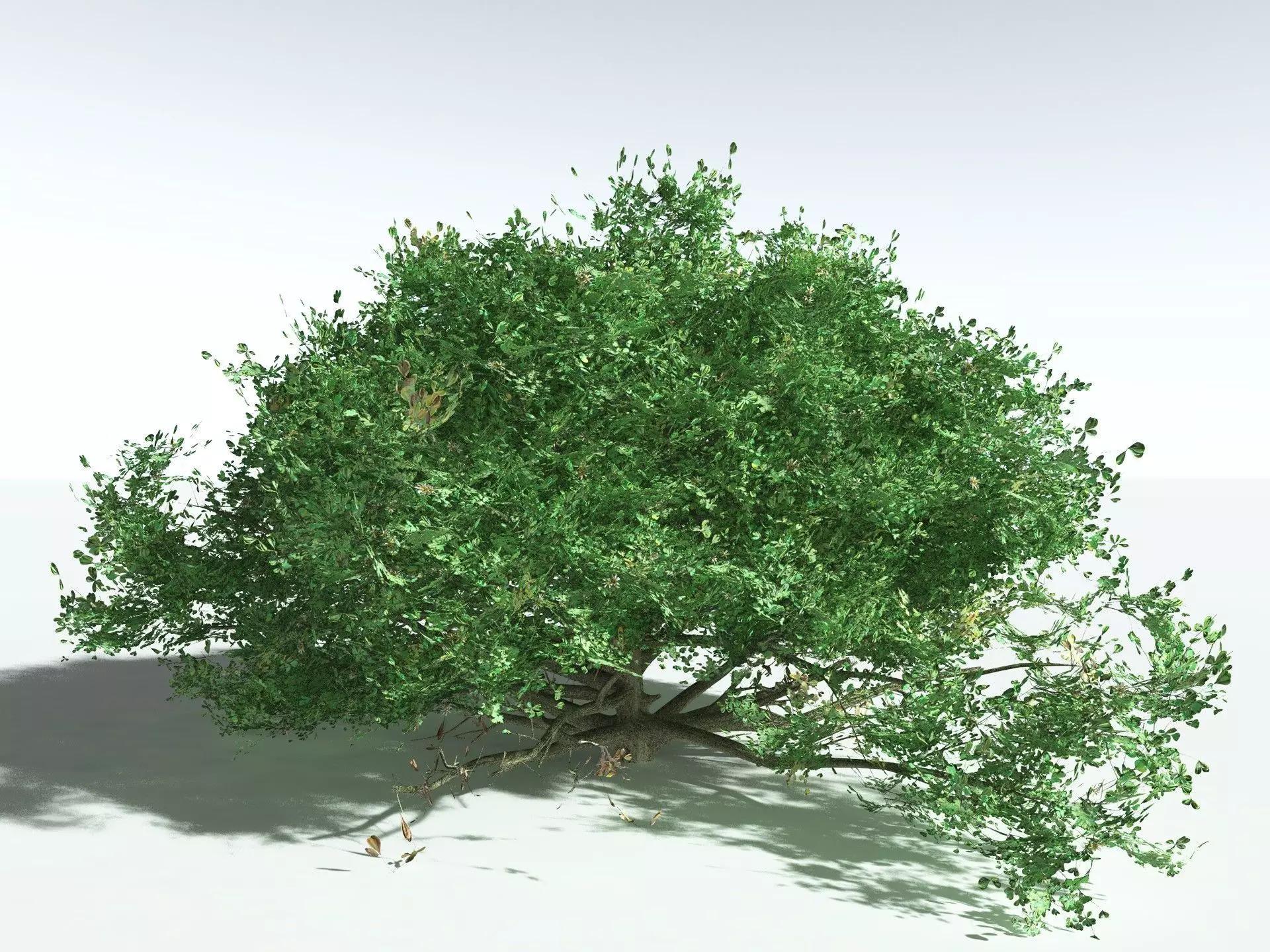 EVERYPlant Beach Cabbage 3D model_20