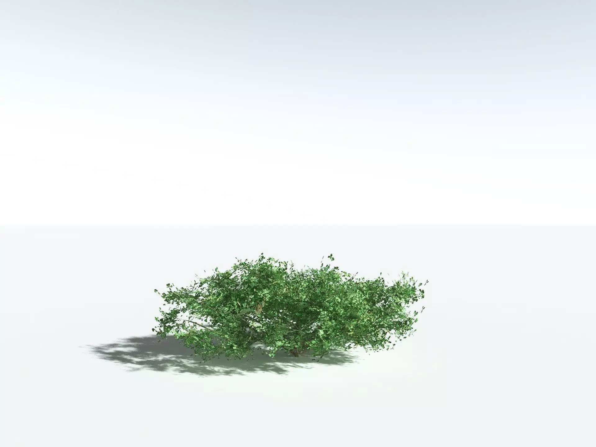 EVERYPlant Beach Cabbage 3D model_24